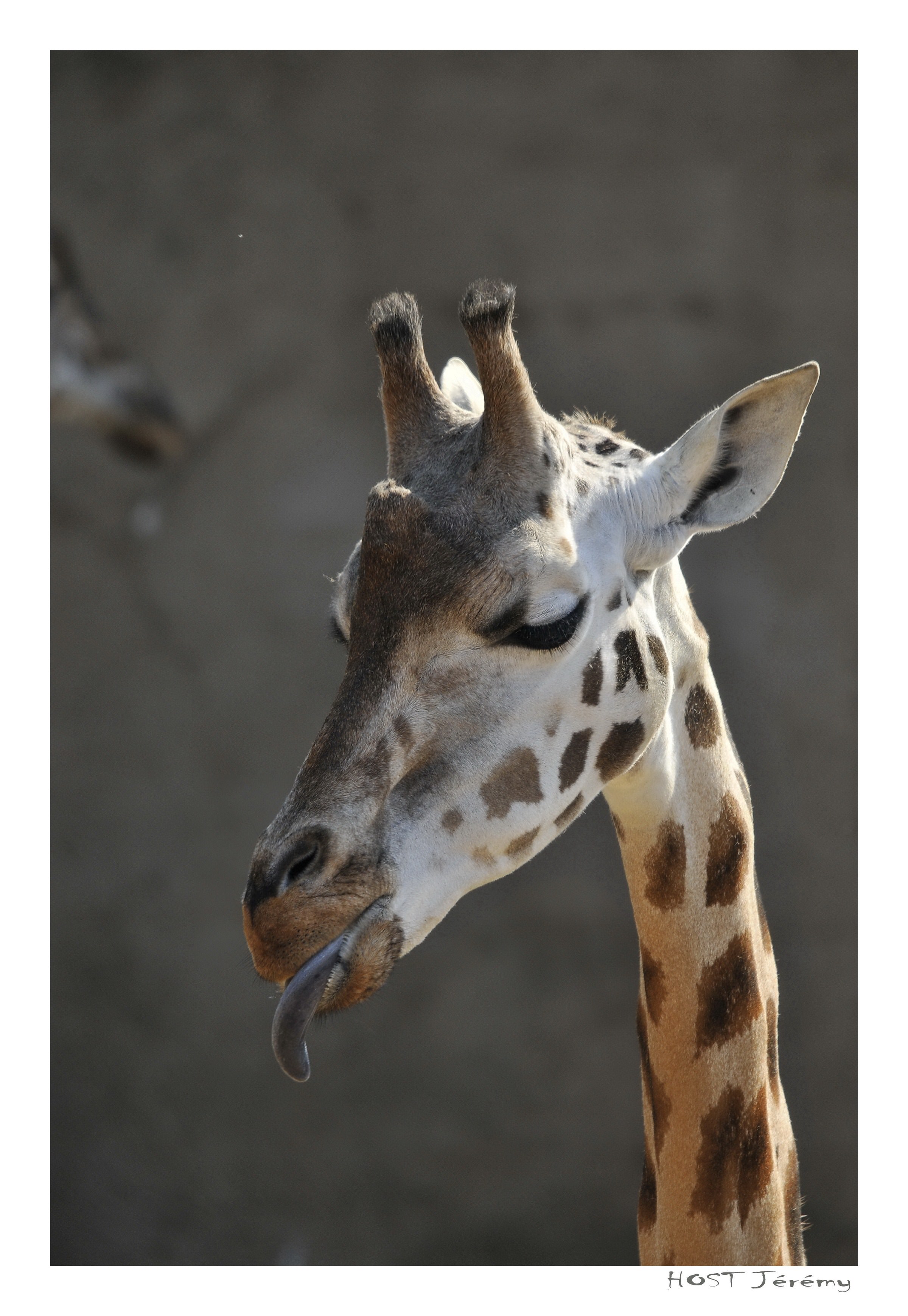 Girafes Tire-Langue