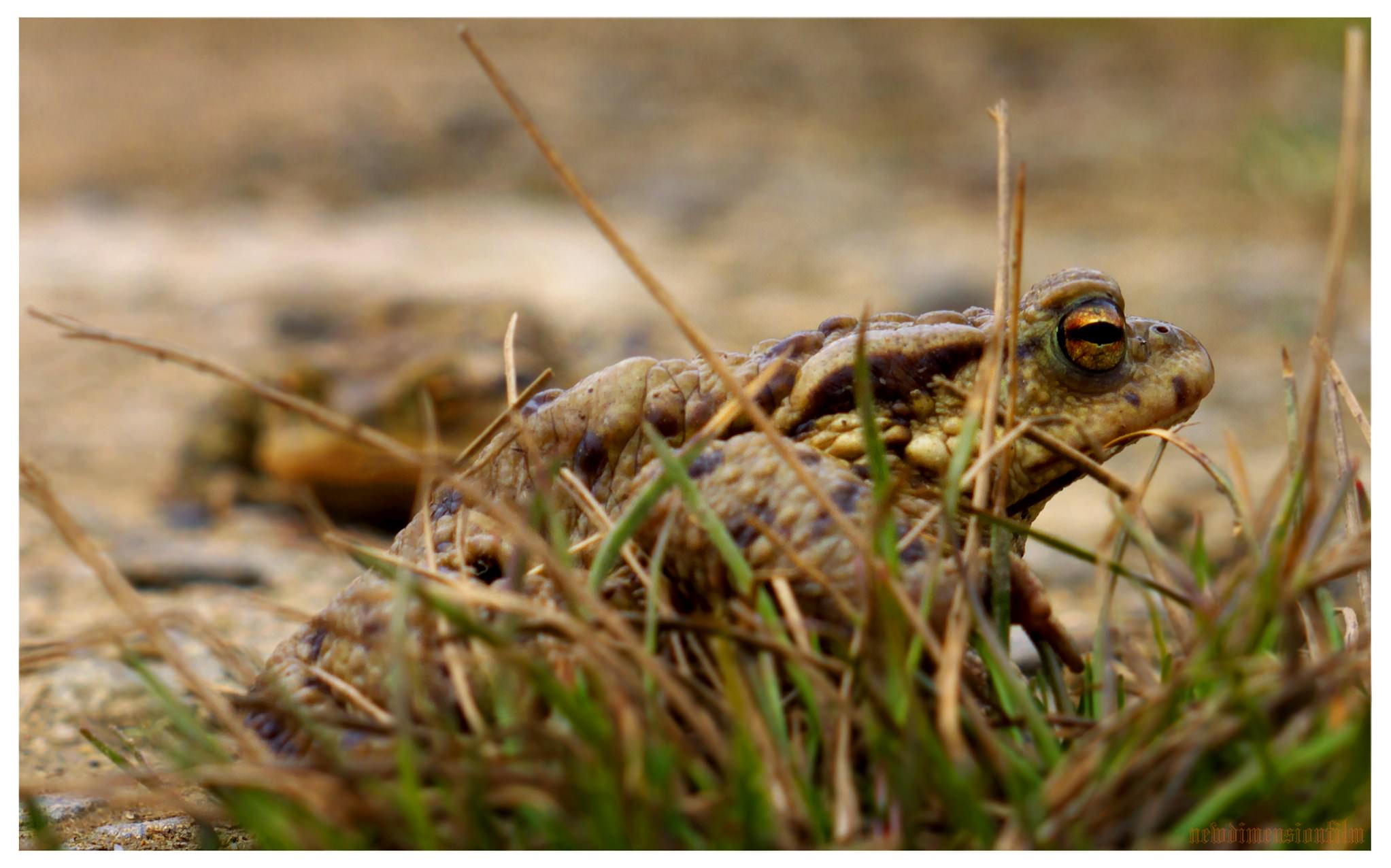 Grenouilles et Crapauds Où est mon amour ?