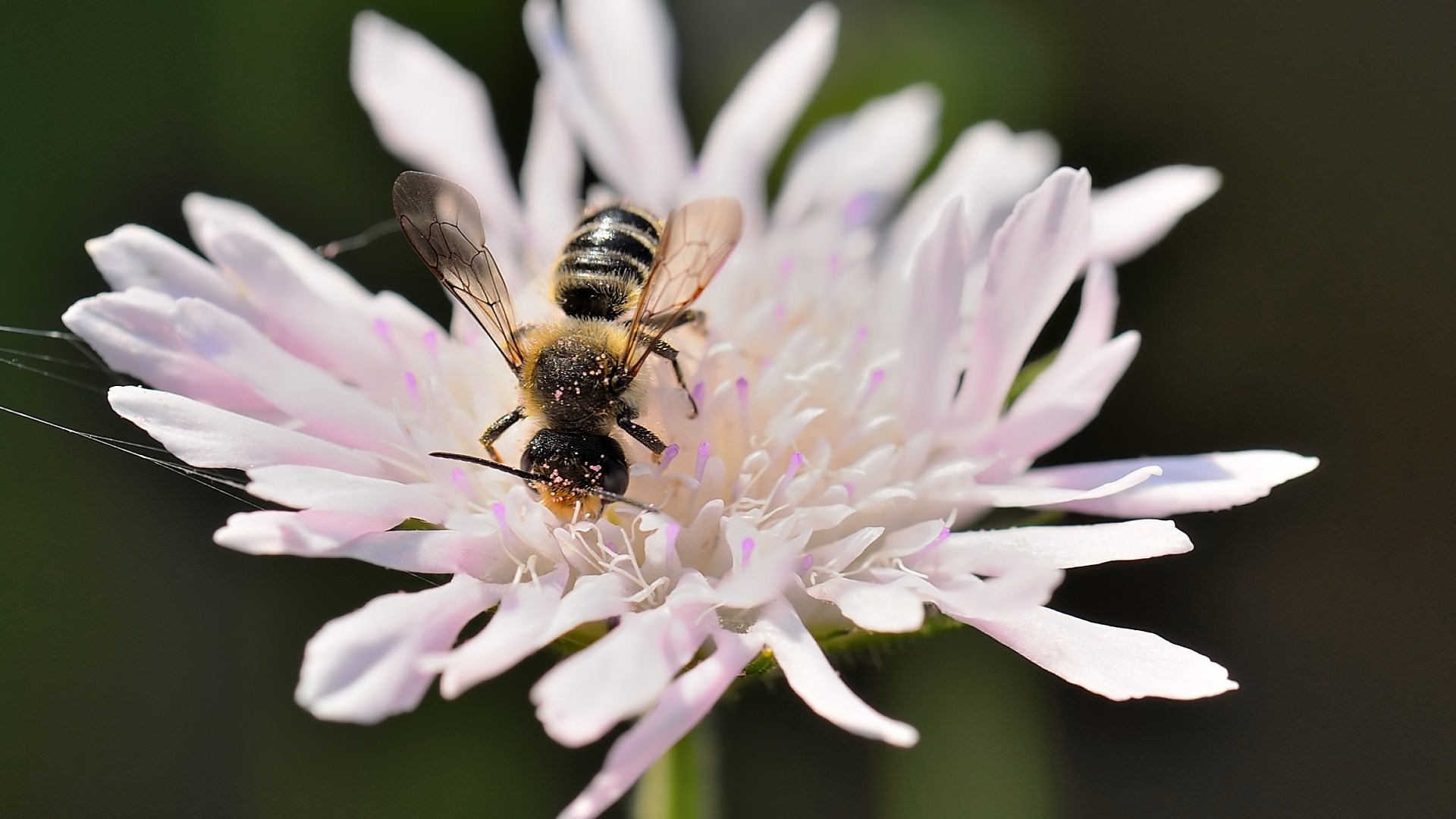 Abeilles Guepes Petites boules de pollen rose