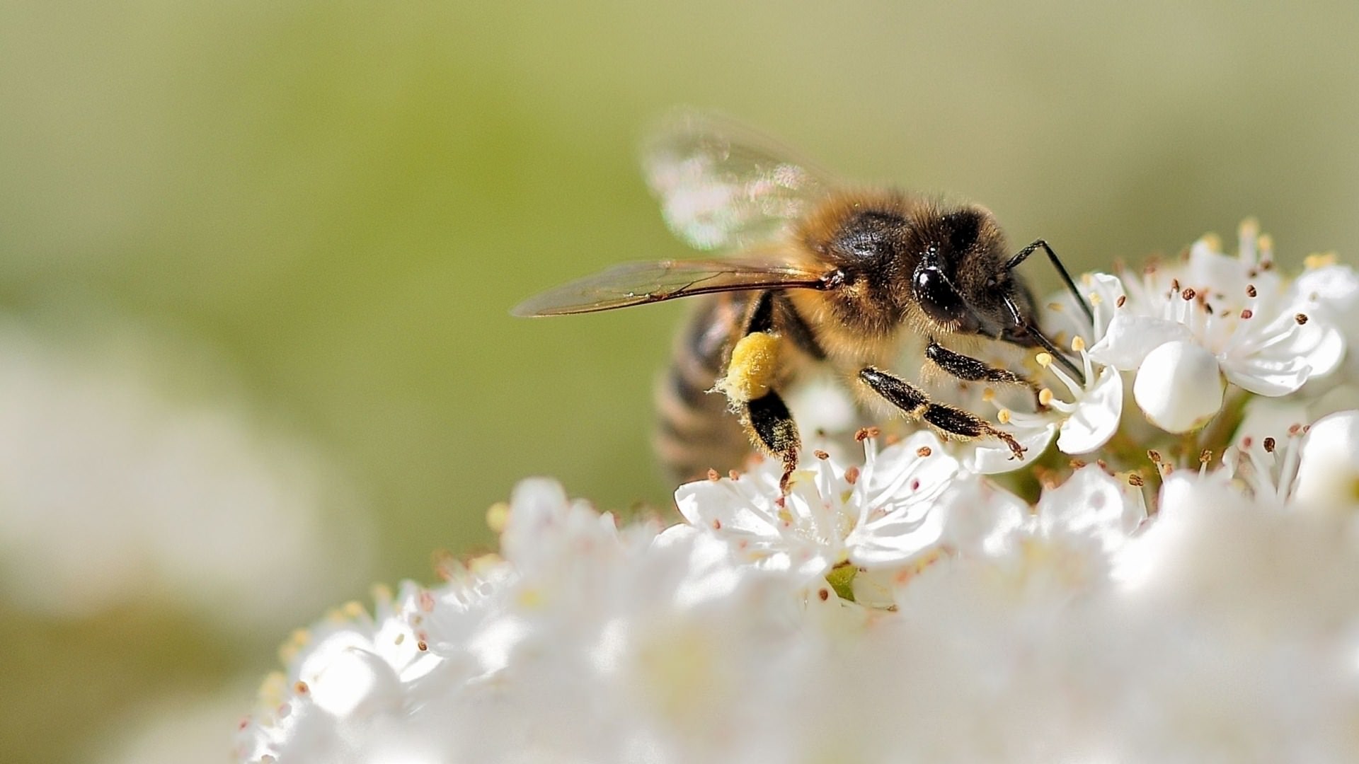 Abeilles Guepes l'ardeur de la butineuse