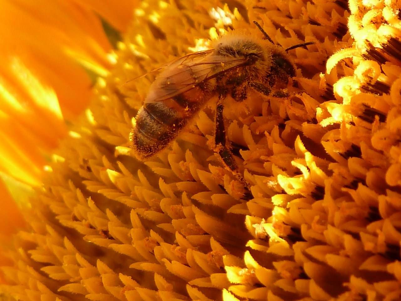 Abeilles Guepes abeille