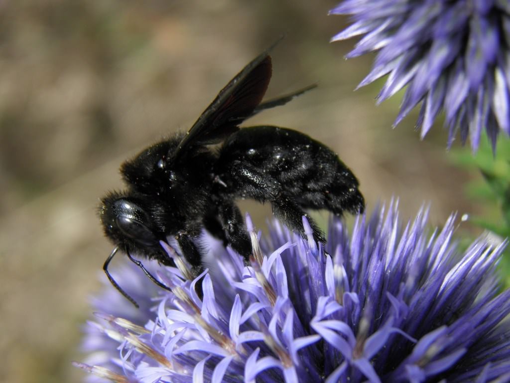 Abeilles Guepes abeille charpentière