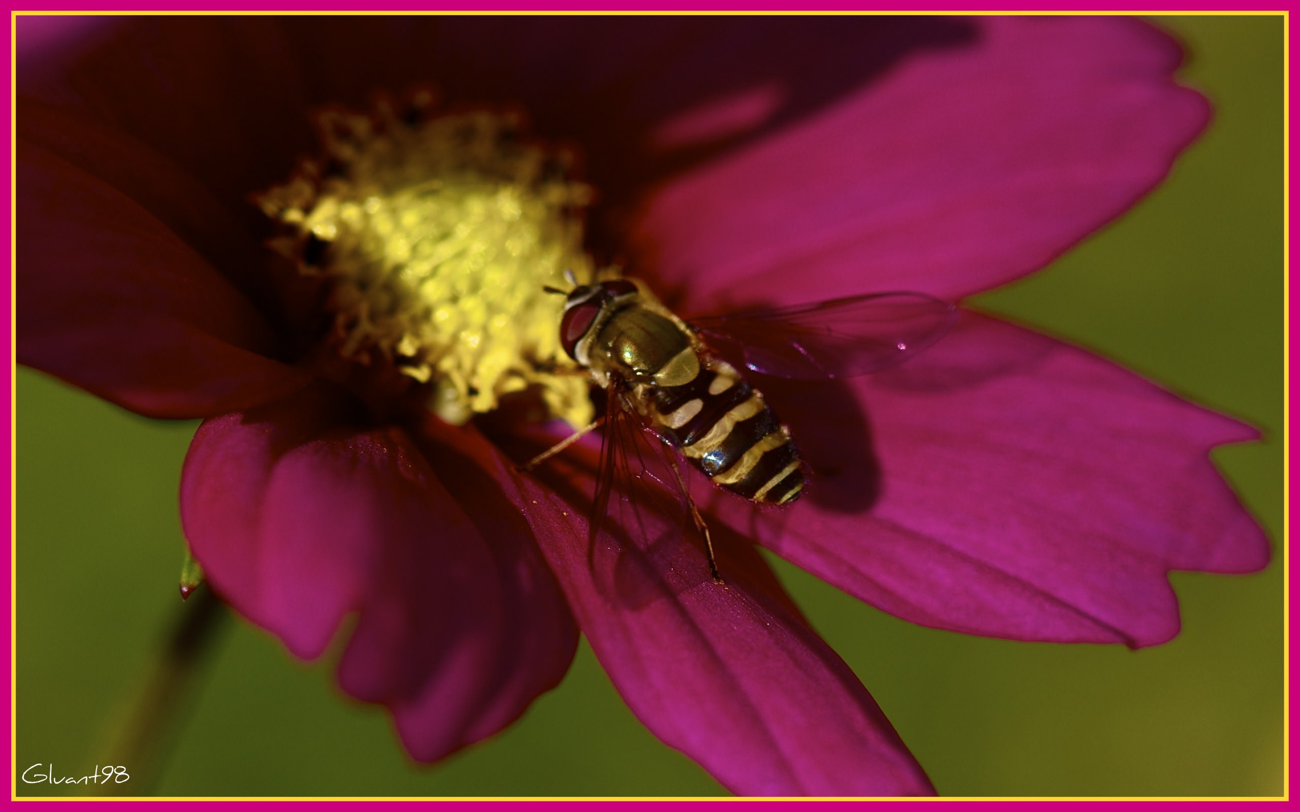 Abeilles Guepes Mmm le nectar !!!