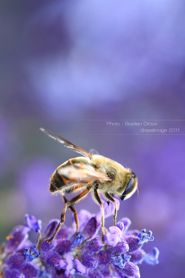 Abeilles Guepes Abeille