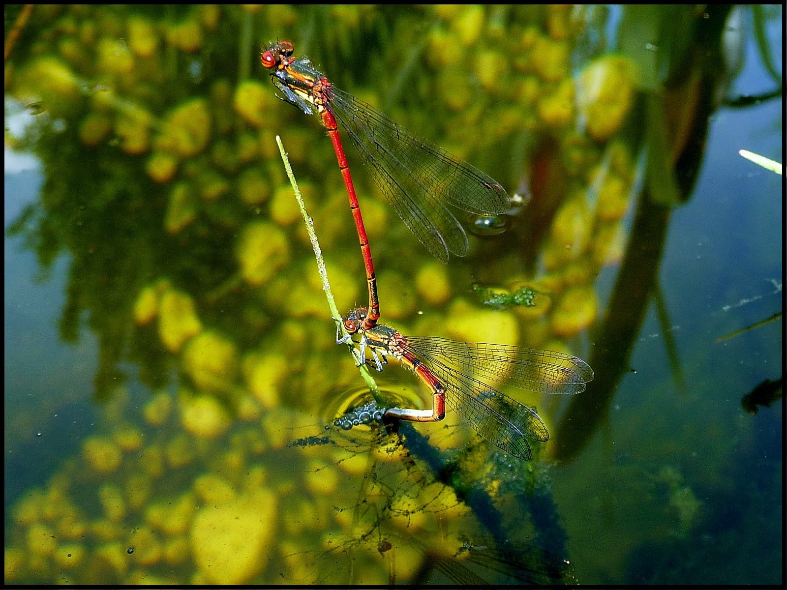 Libellules Accouplement de libellules