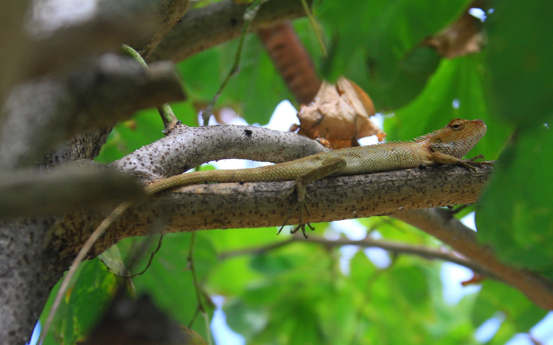Lezards et Iguanes Dans l'arbre...
