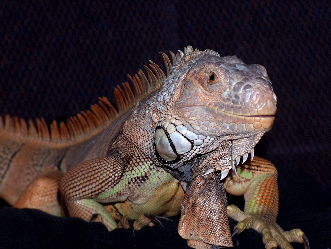 Lezards et Iguanes Iguane mâle