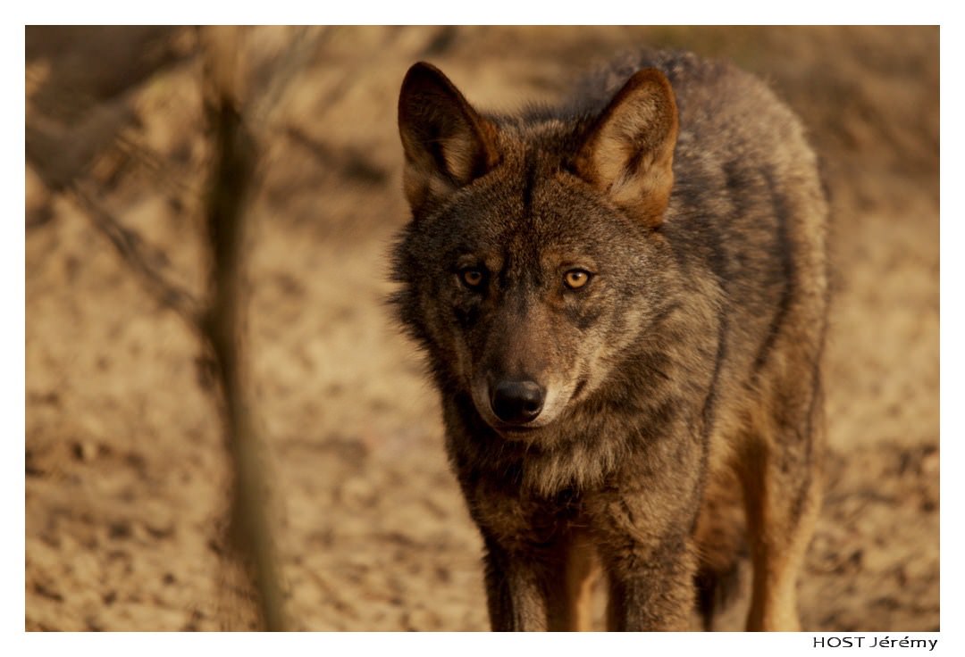 Loups Wolf .1