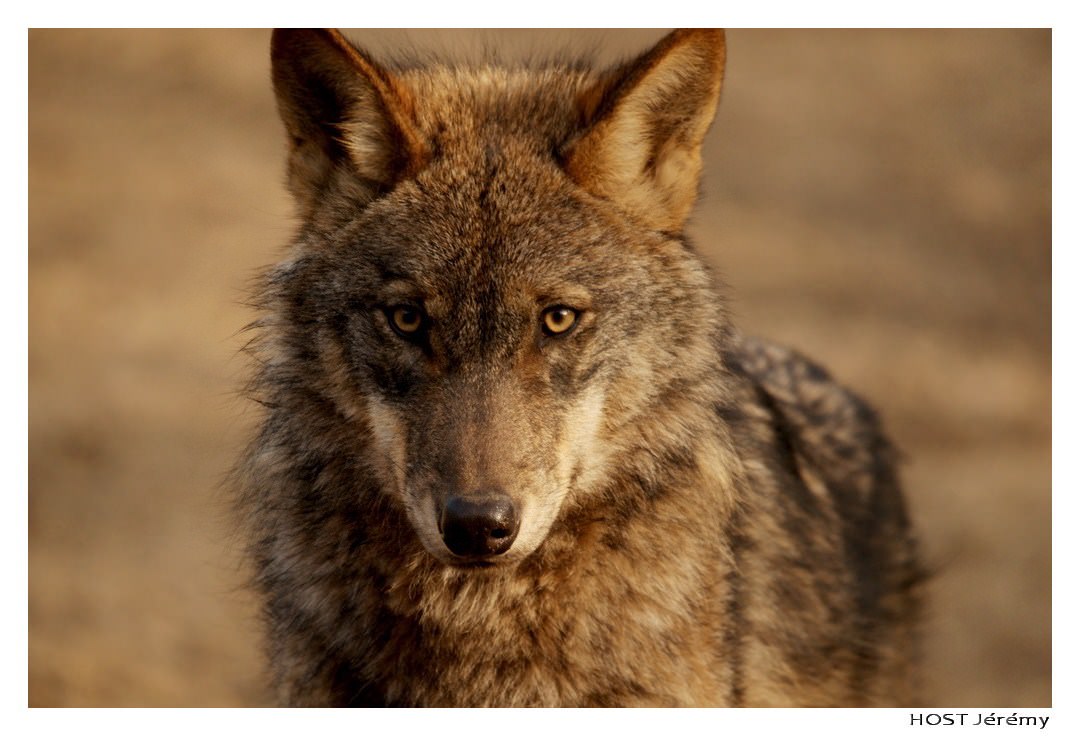 Loups Wolf .2