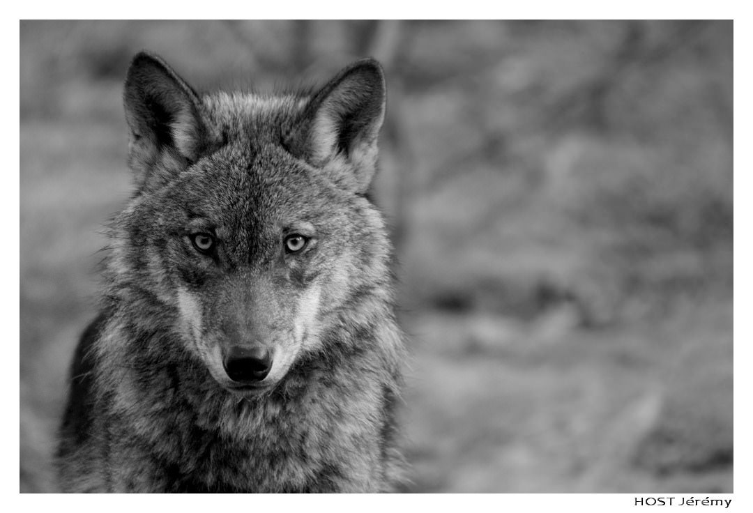 Loups Wolf .3