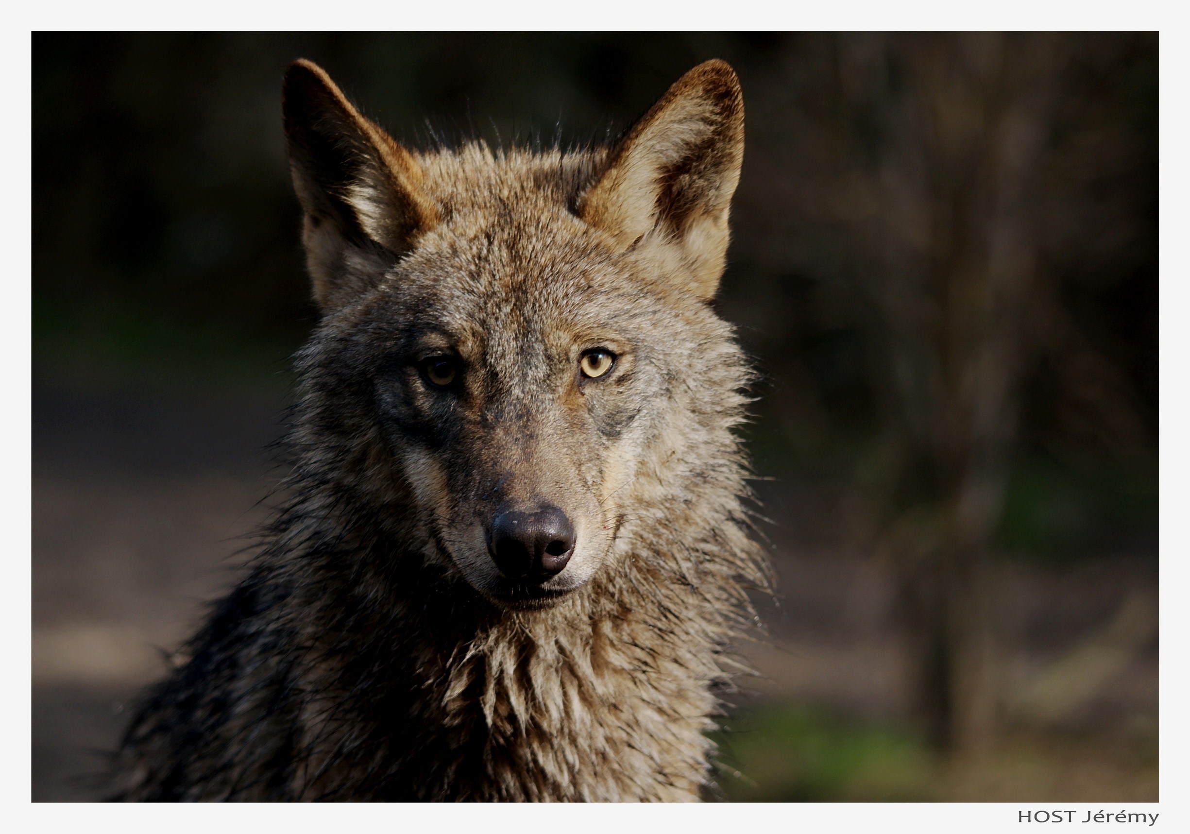 Loups Wolf .4