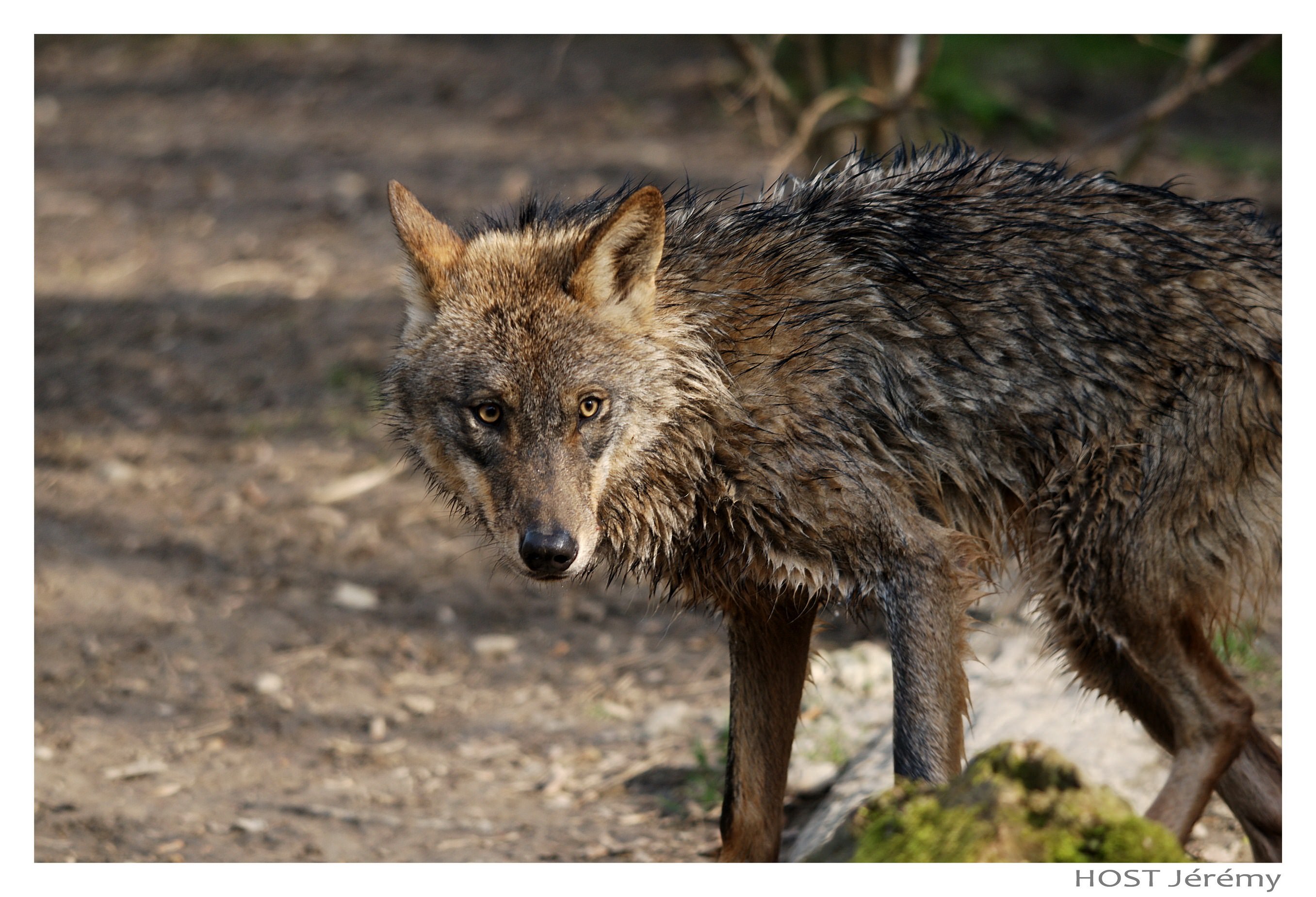 Loups Wolf .6
