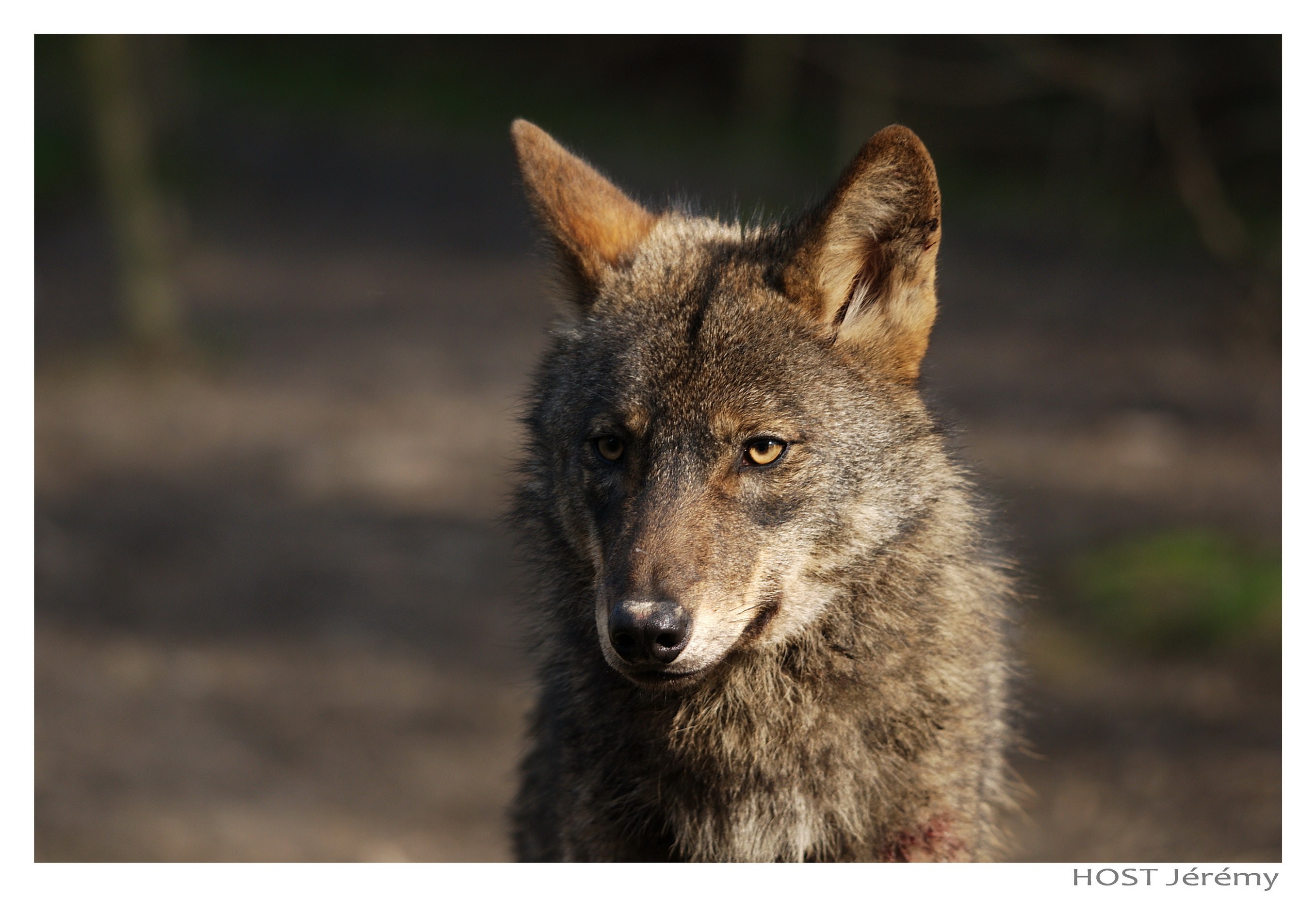 Loups Wolf .7