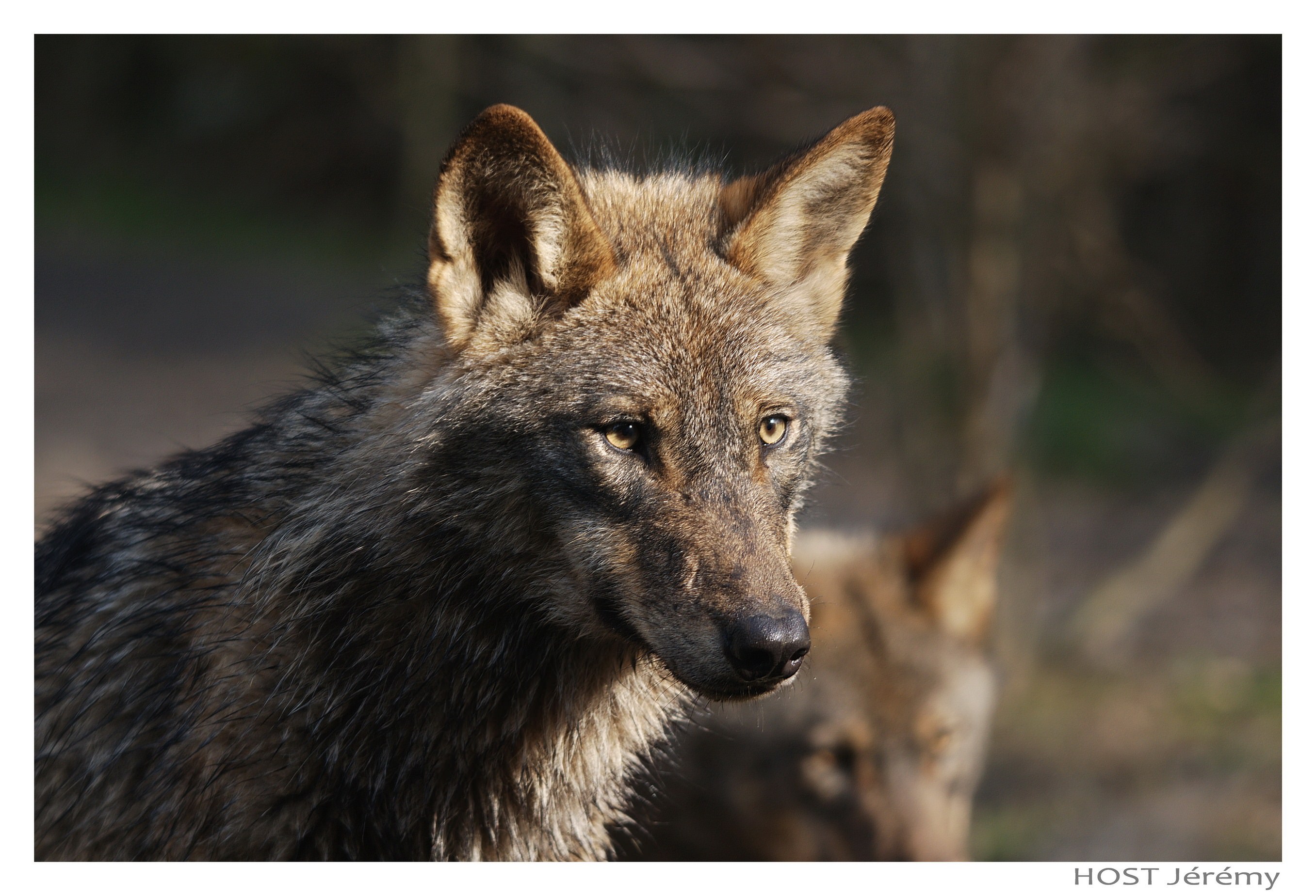 Loups Wolf .8