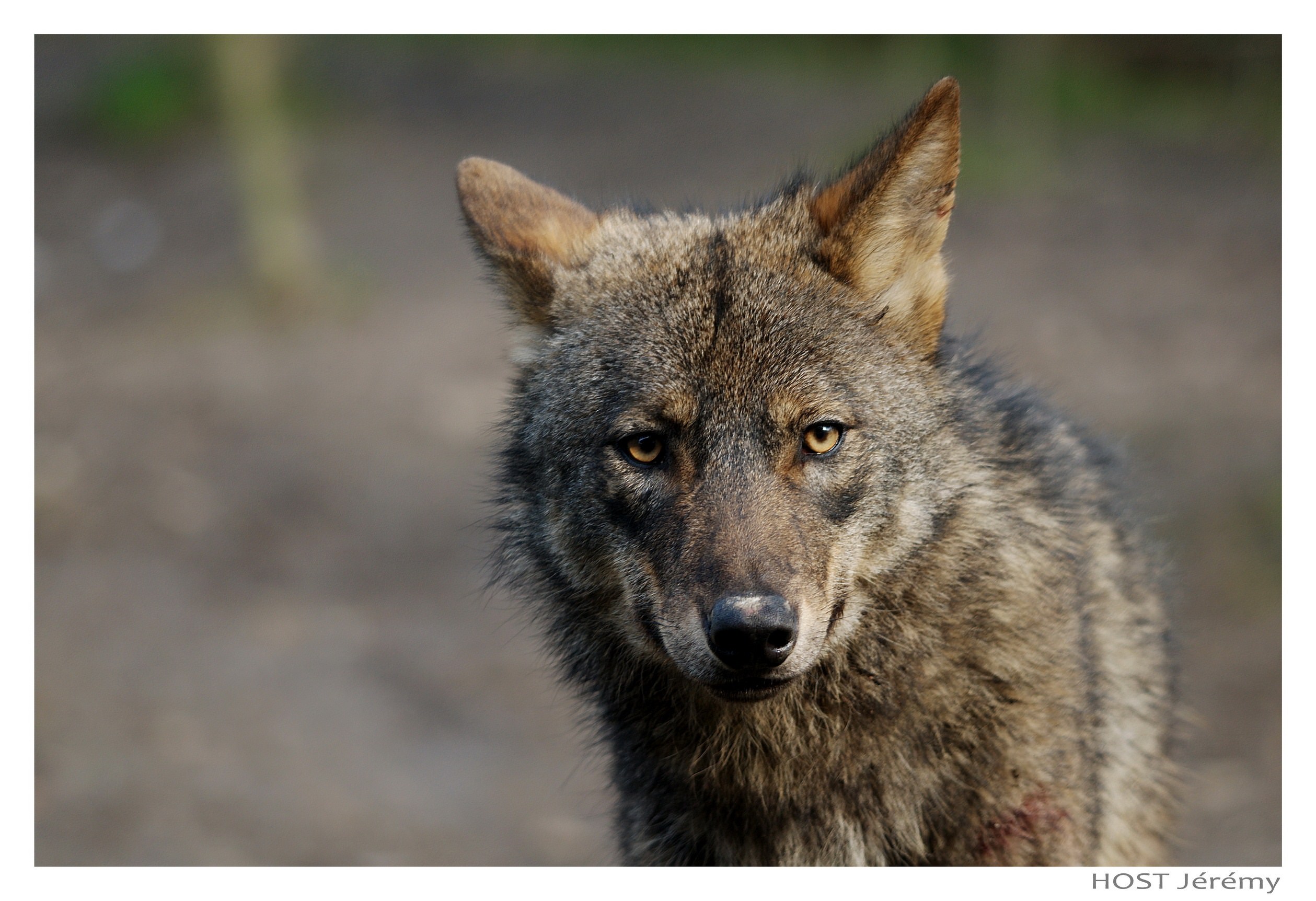 Loups Wolf .9