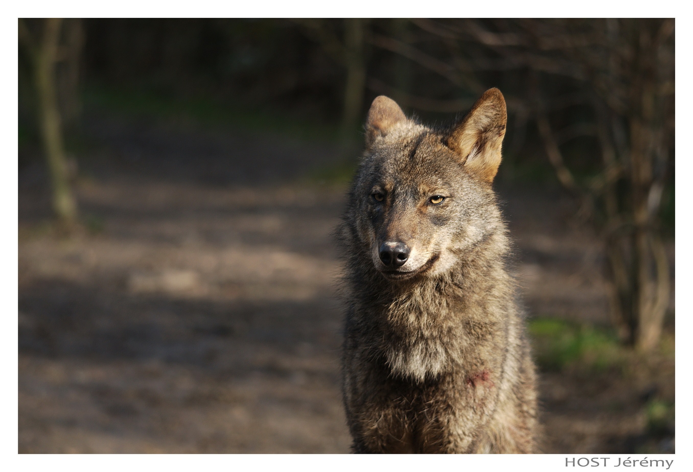 Loups Wolf .10