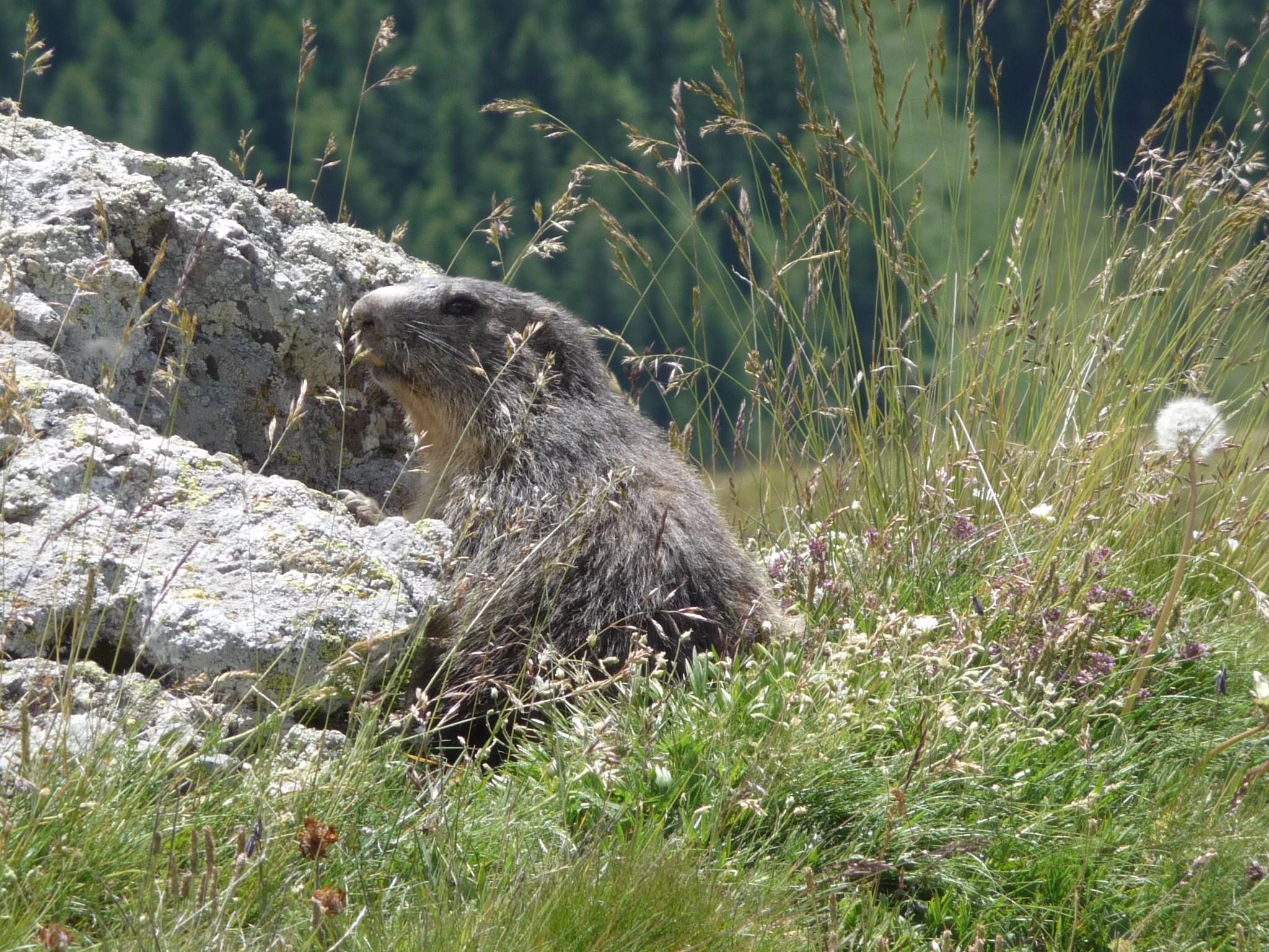 Marmottes marmotte des alpes