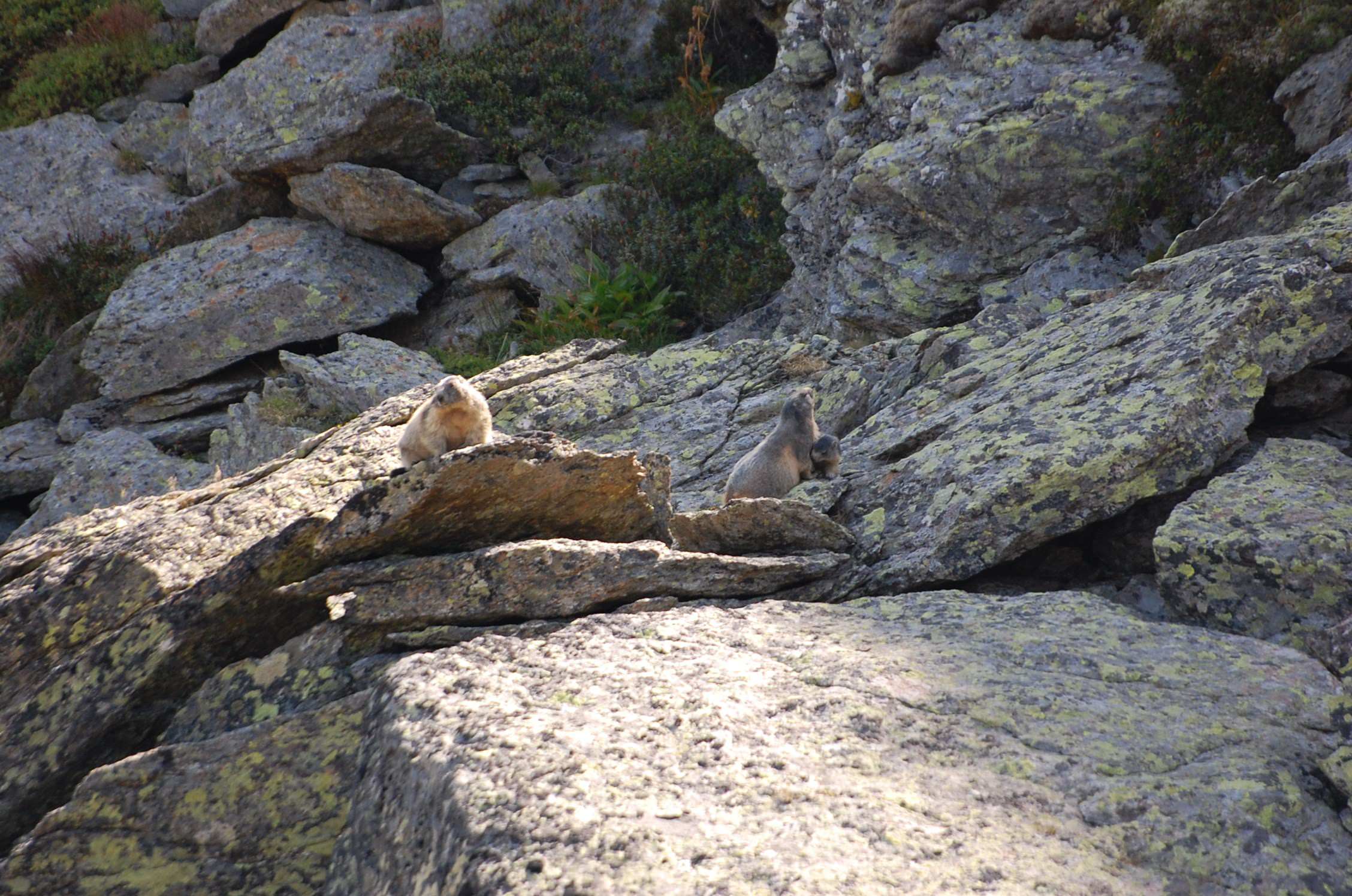 Marmottes une famille de marnotte.