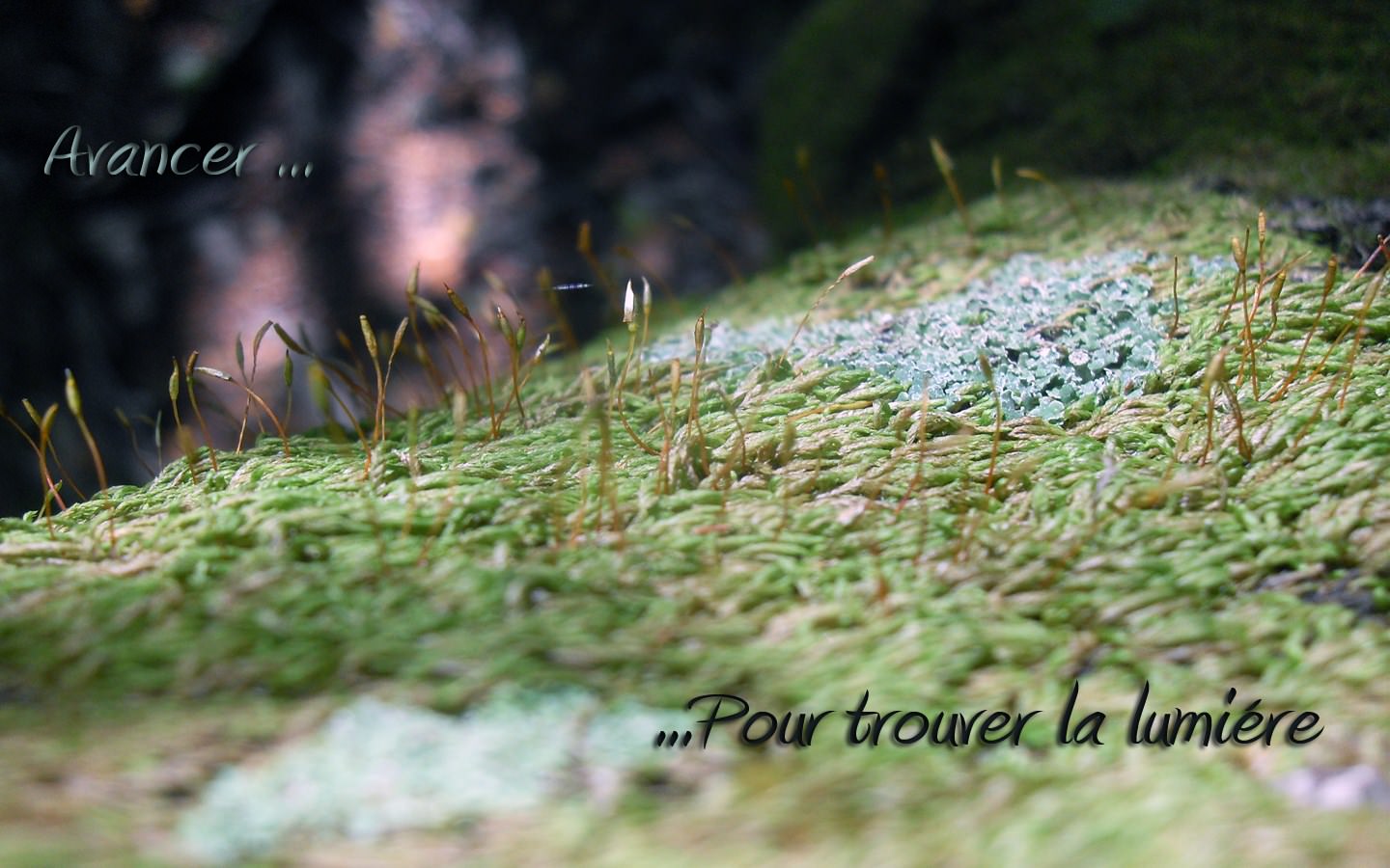 Mousses et Lichens Cours vers la lumiére