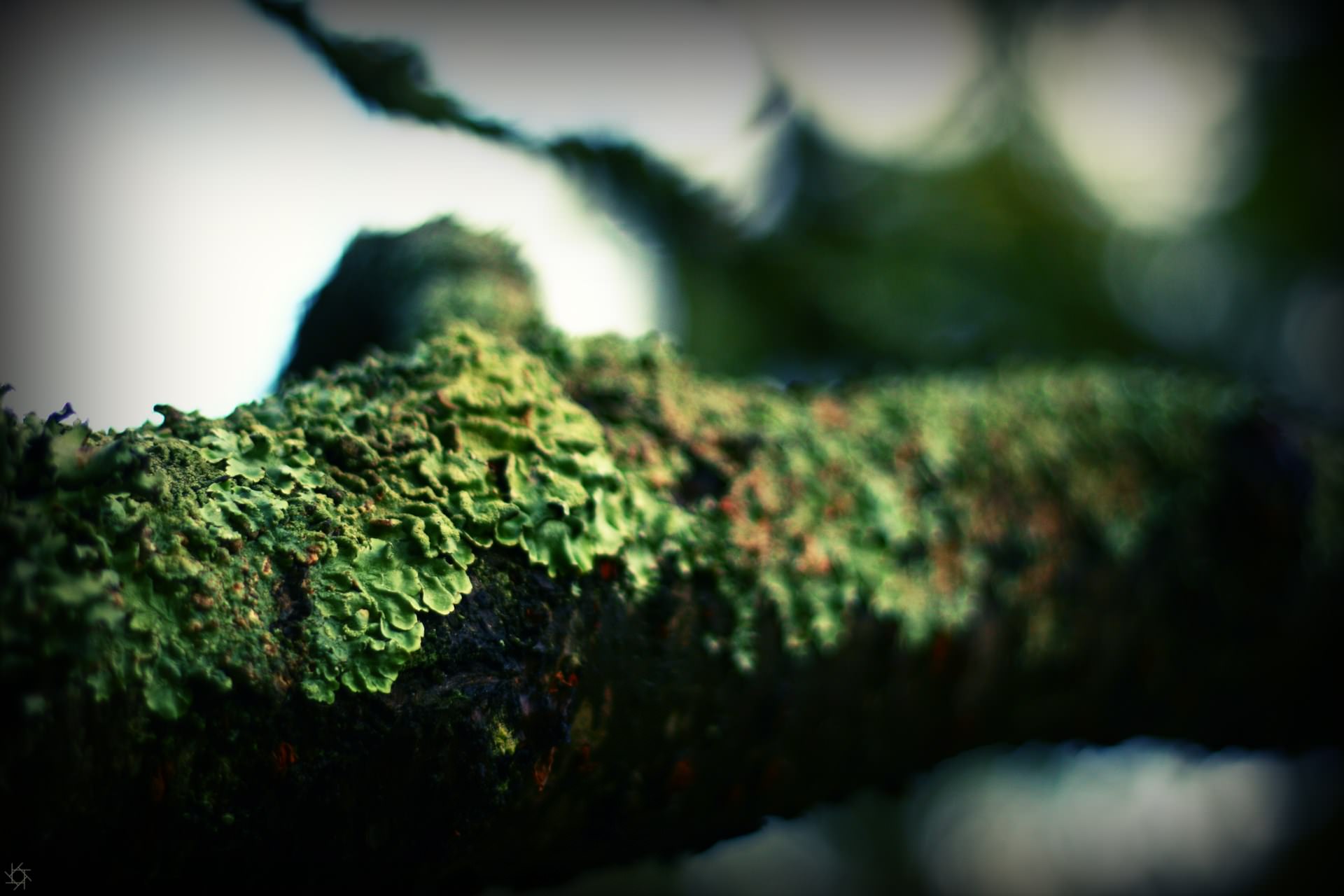 Mousses et Lichens Lichen