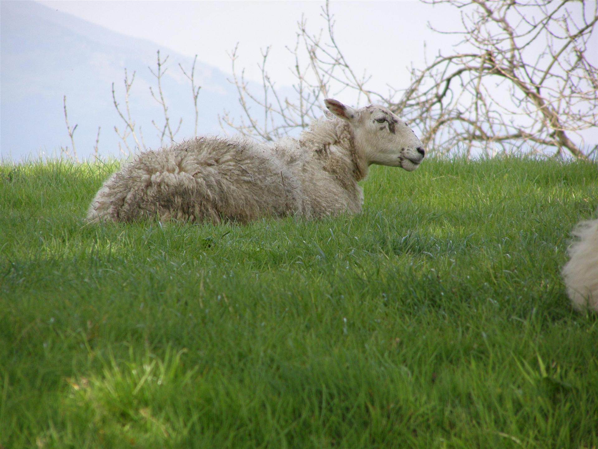 Moutons et Mouflons Dunoon, Scotland