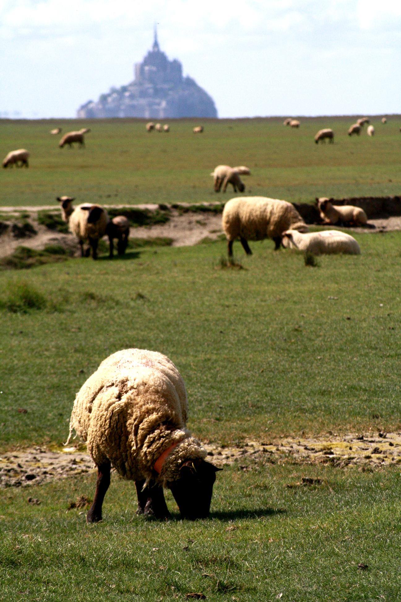 Moutons et Mouflons Wallpaper N°279638