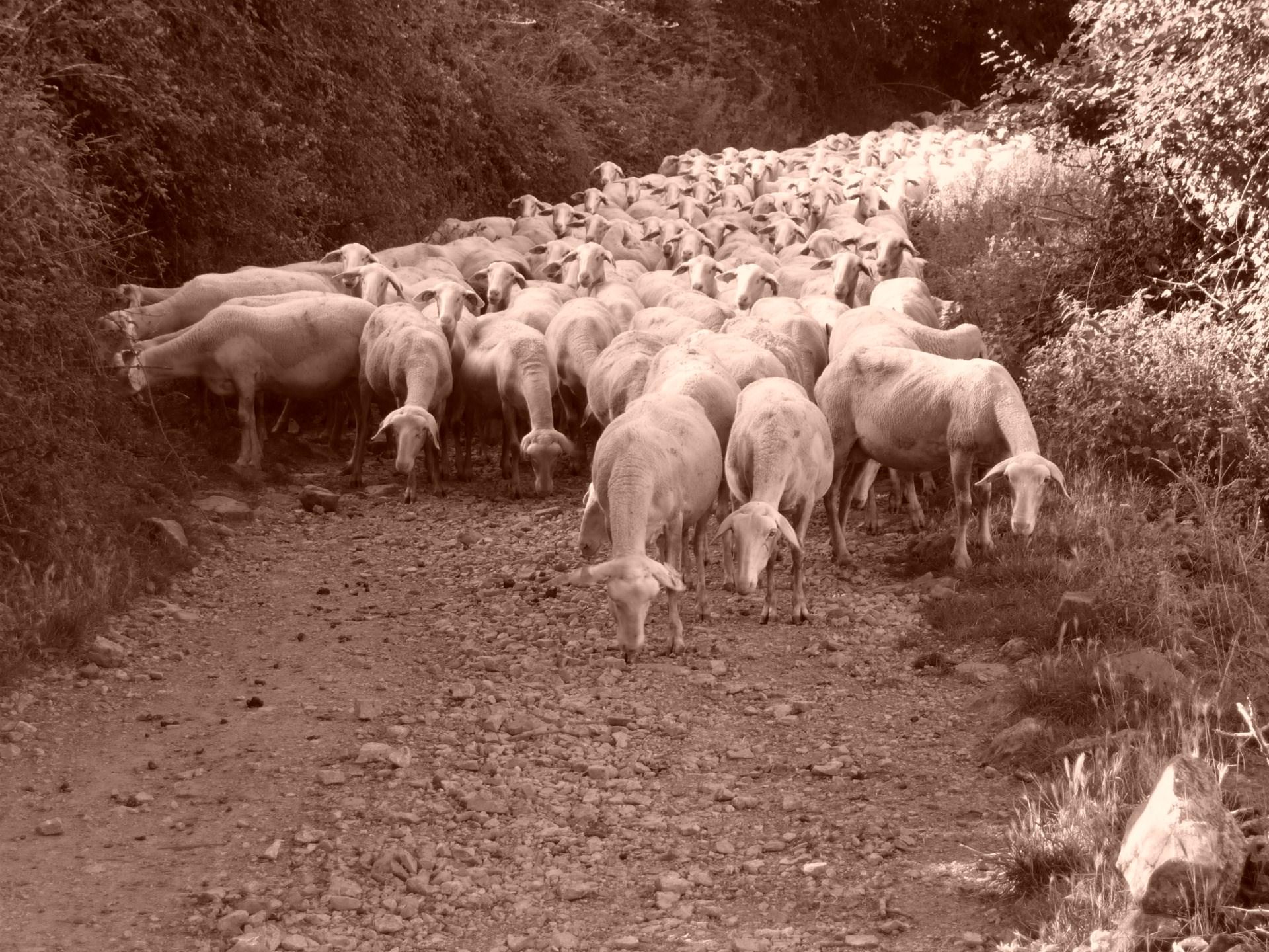 Moutons et Mouflons Troupeau de moutons