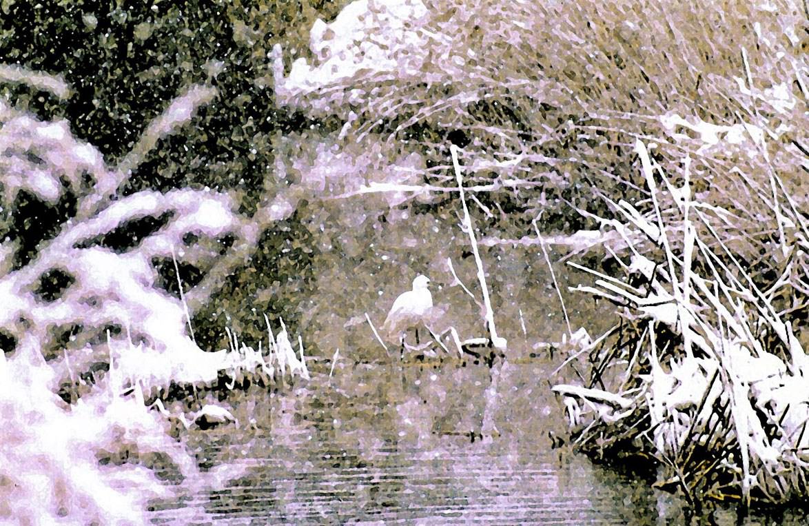Aigrettes oiseau sous la neige 2