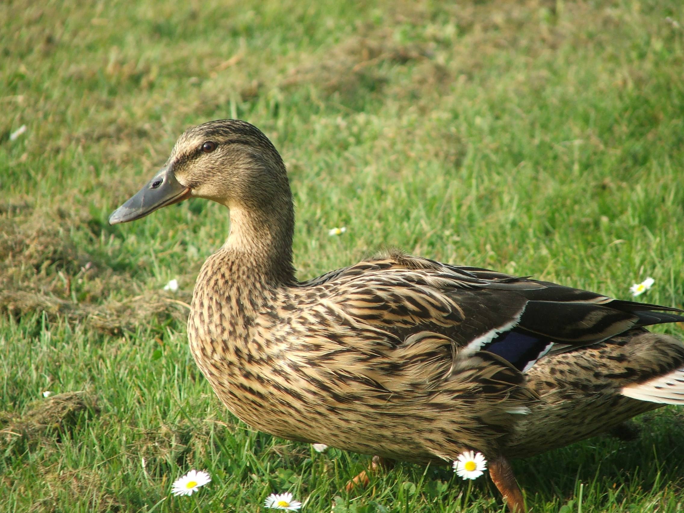 Canards Canne