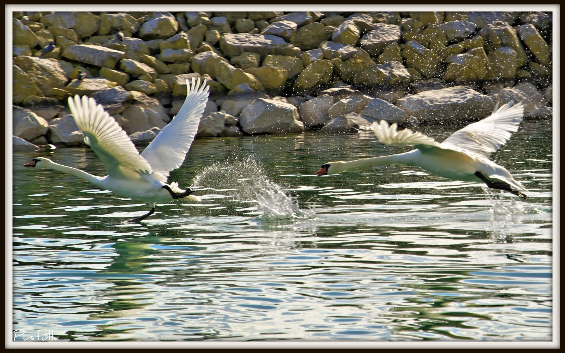 Cygnes Course poursuite