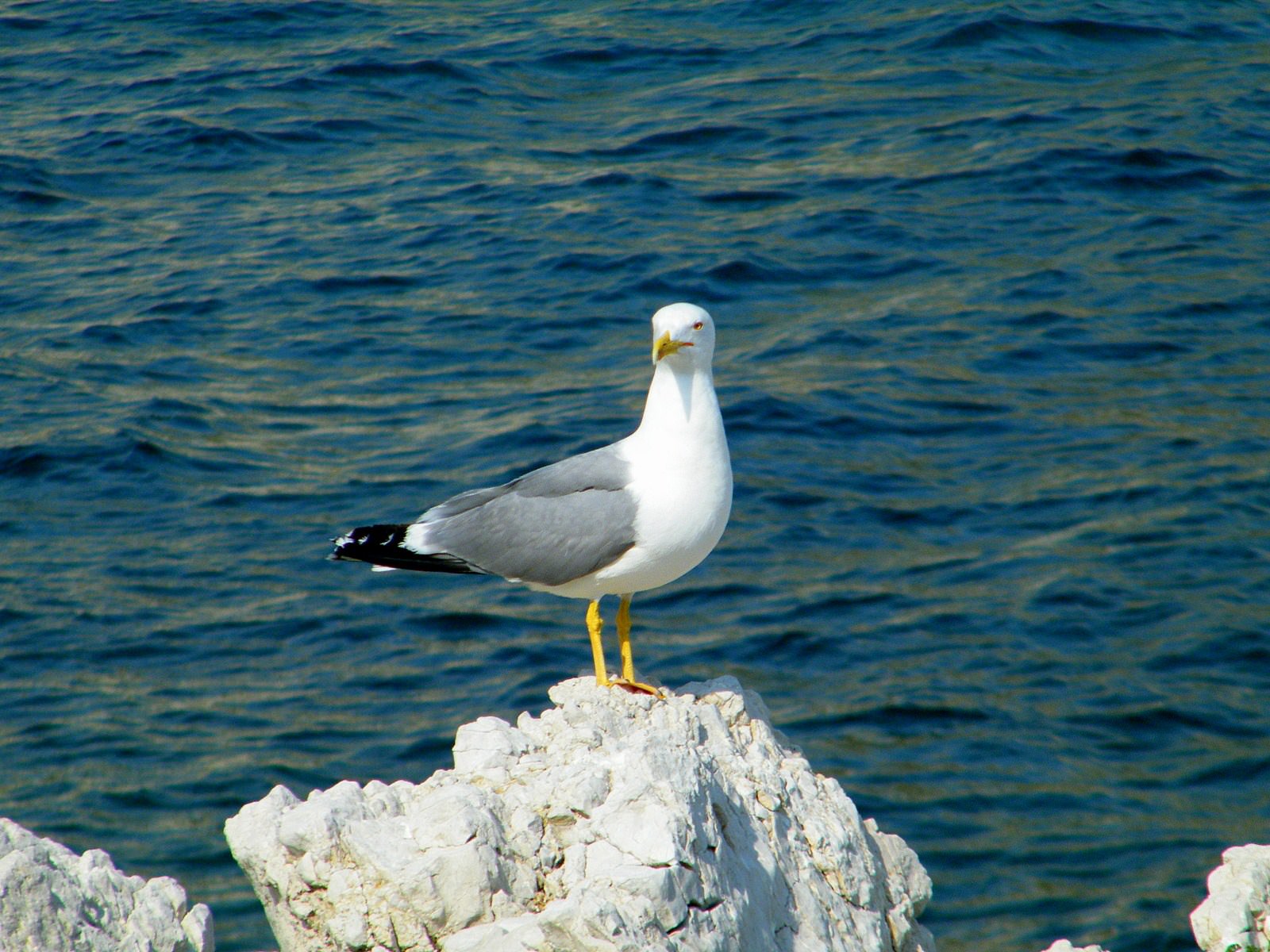 Mouettes et Goelands perchè sur son rocher