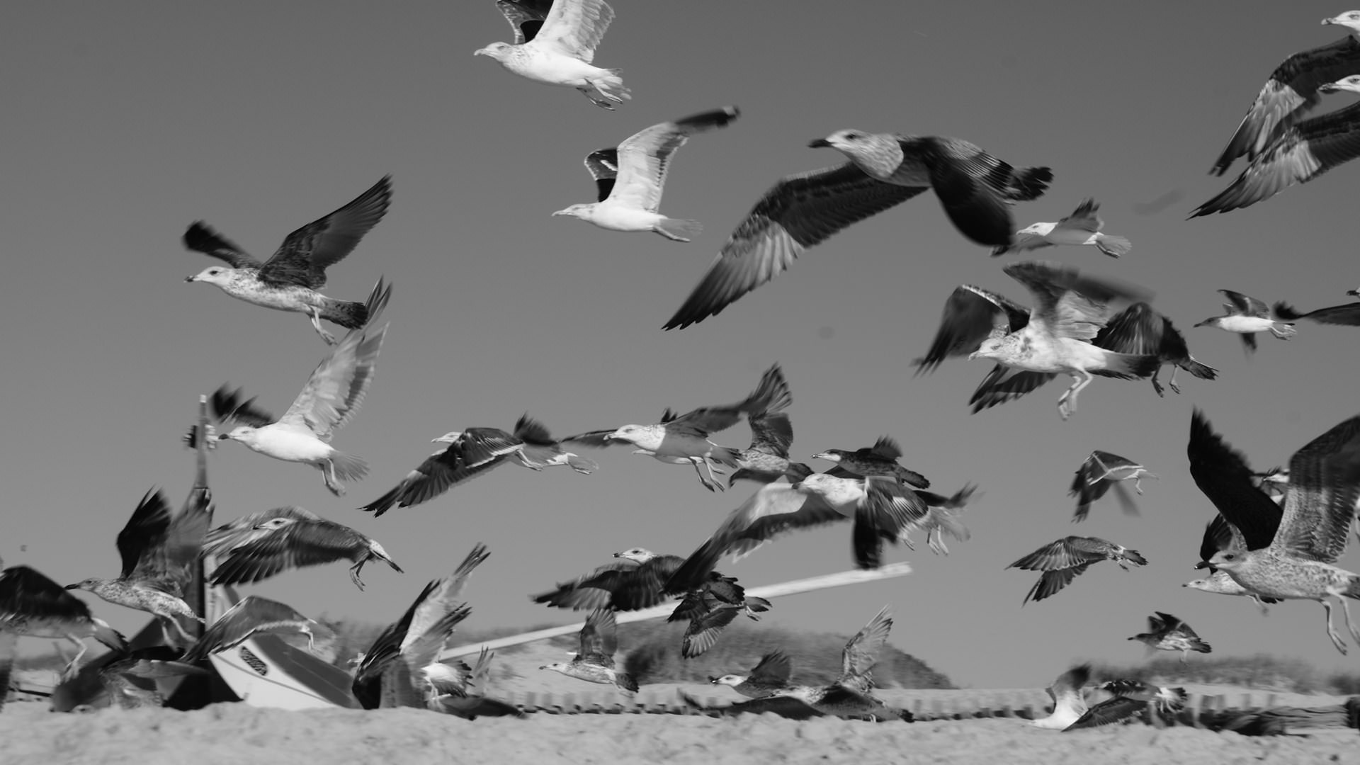 Mouettes et Goelands Seagulls