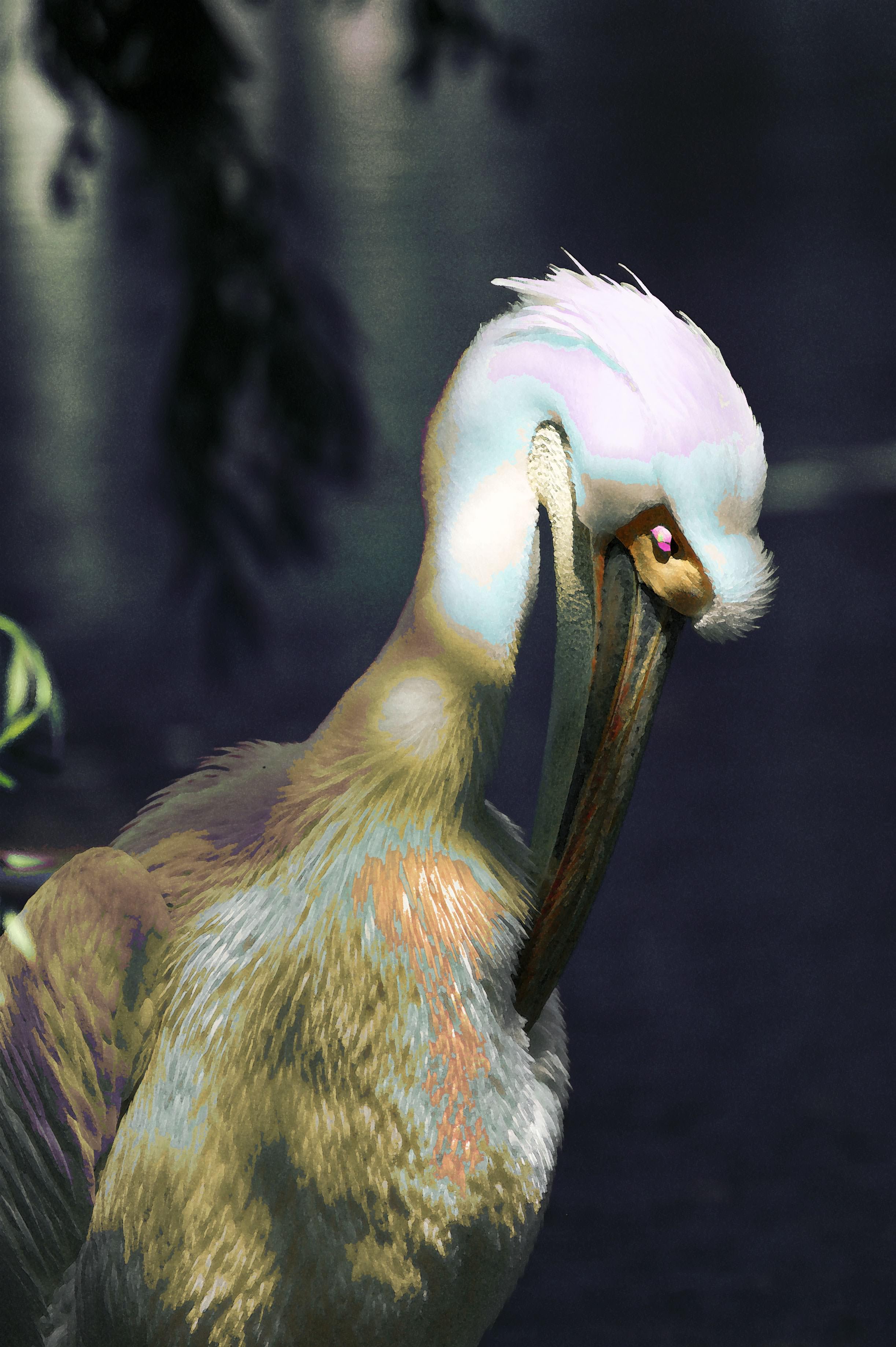 Pelicans il est beau