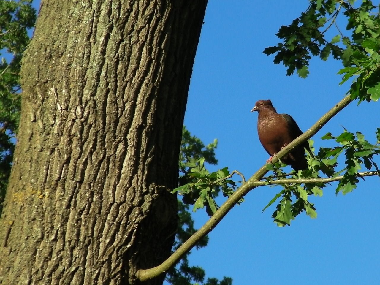 Pigeons et Tourterelles Le pigeon penseur sur un arbre perché ...