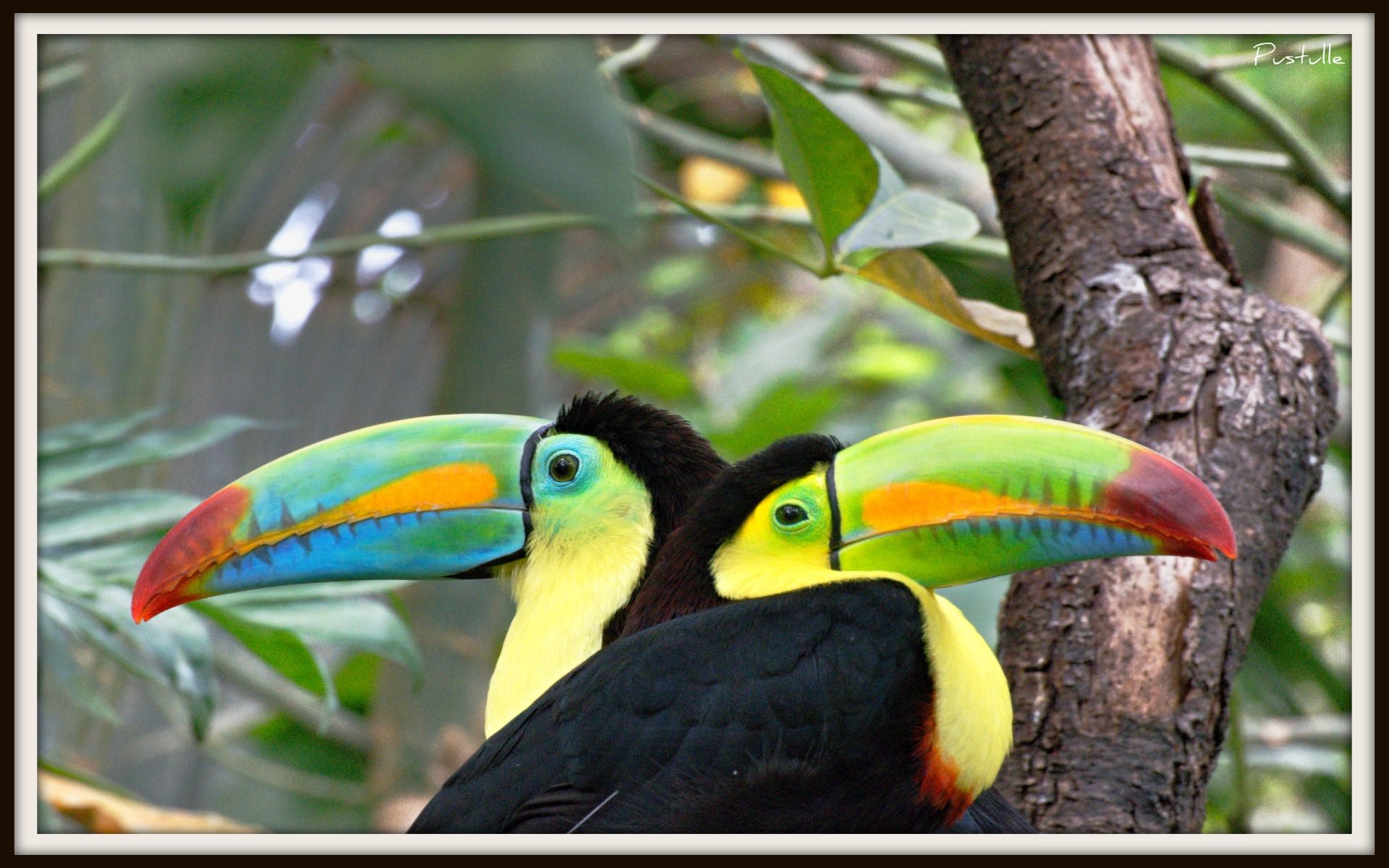 Toucans L'amour c'est........