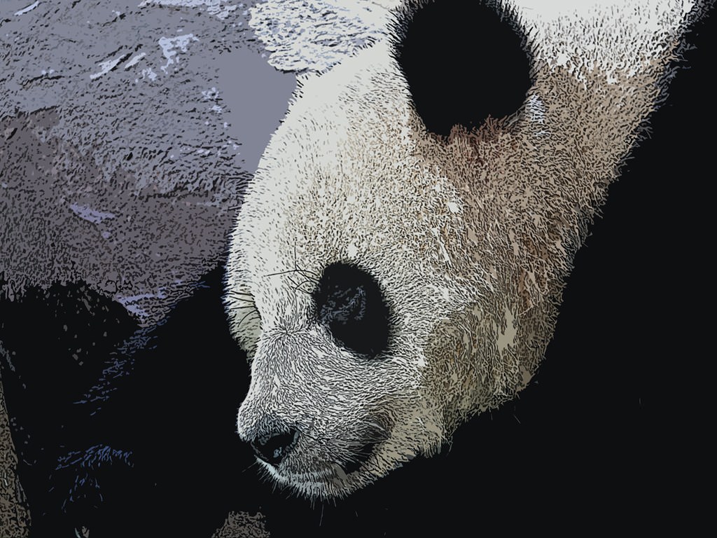 Pandas Panda du Chine