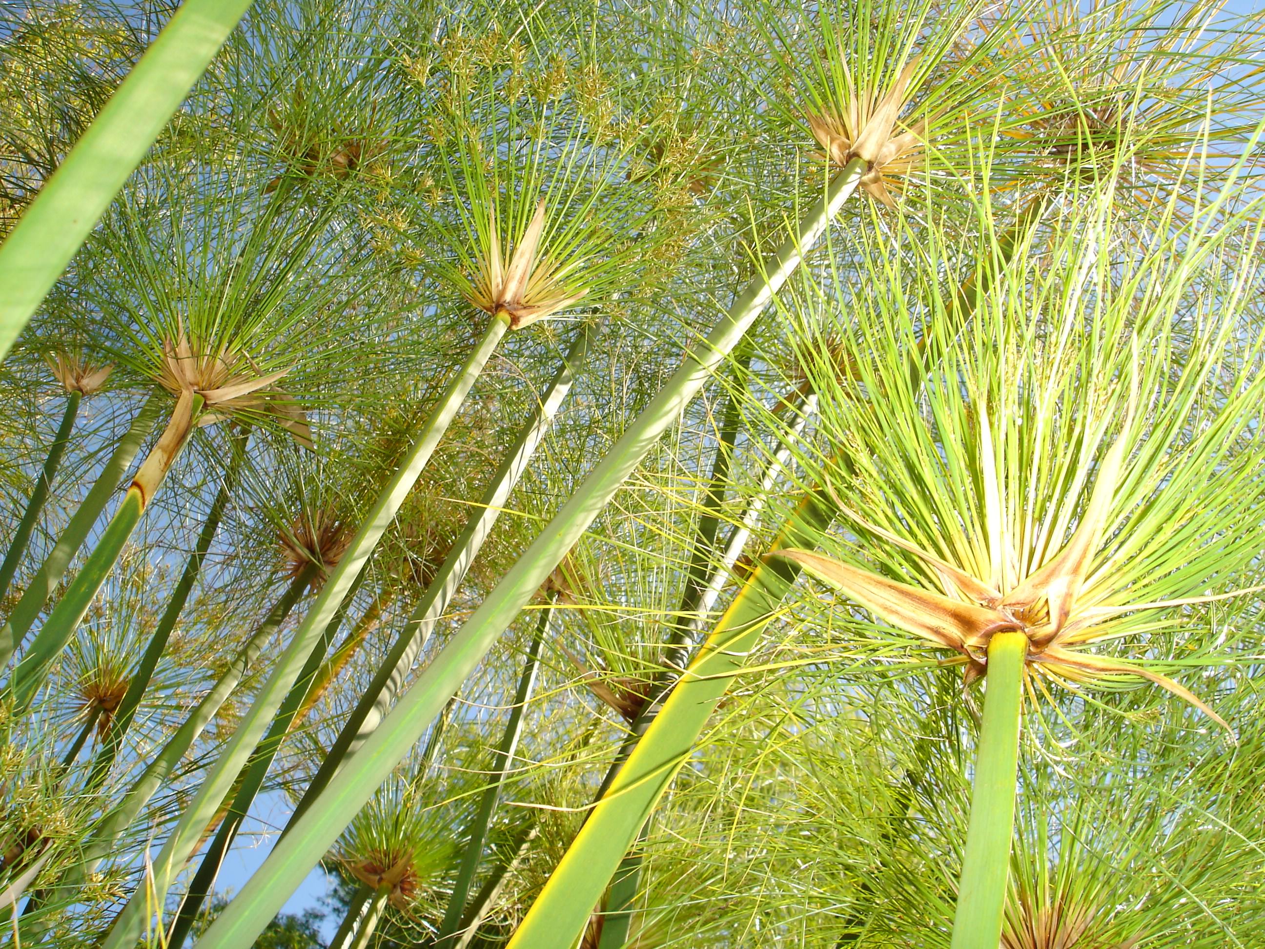 Plantes et Arbustes Arbuste au soleil de La Bambouseraie