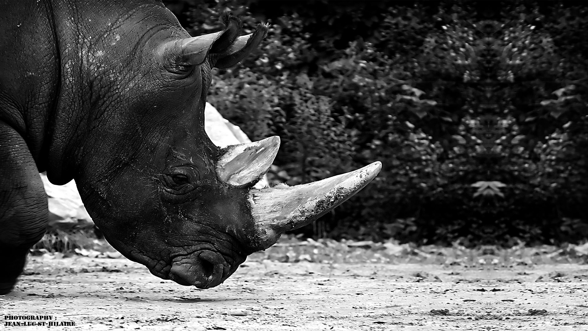 Rhinoceros Rino Attitude