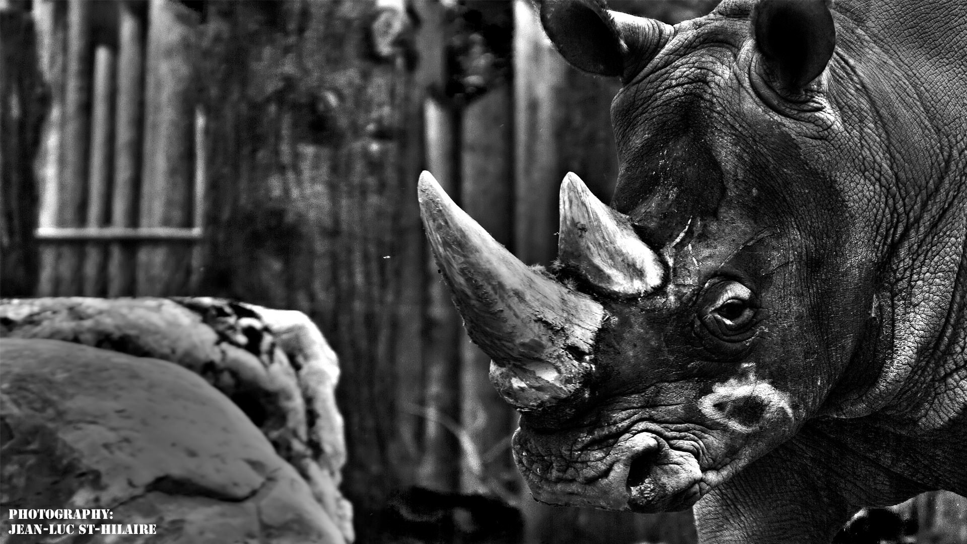 Rhinoceros Rino Attitude.