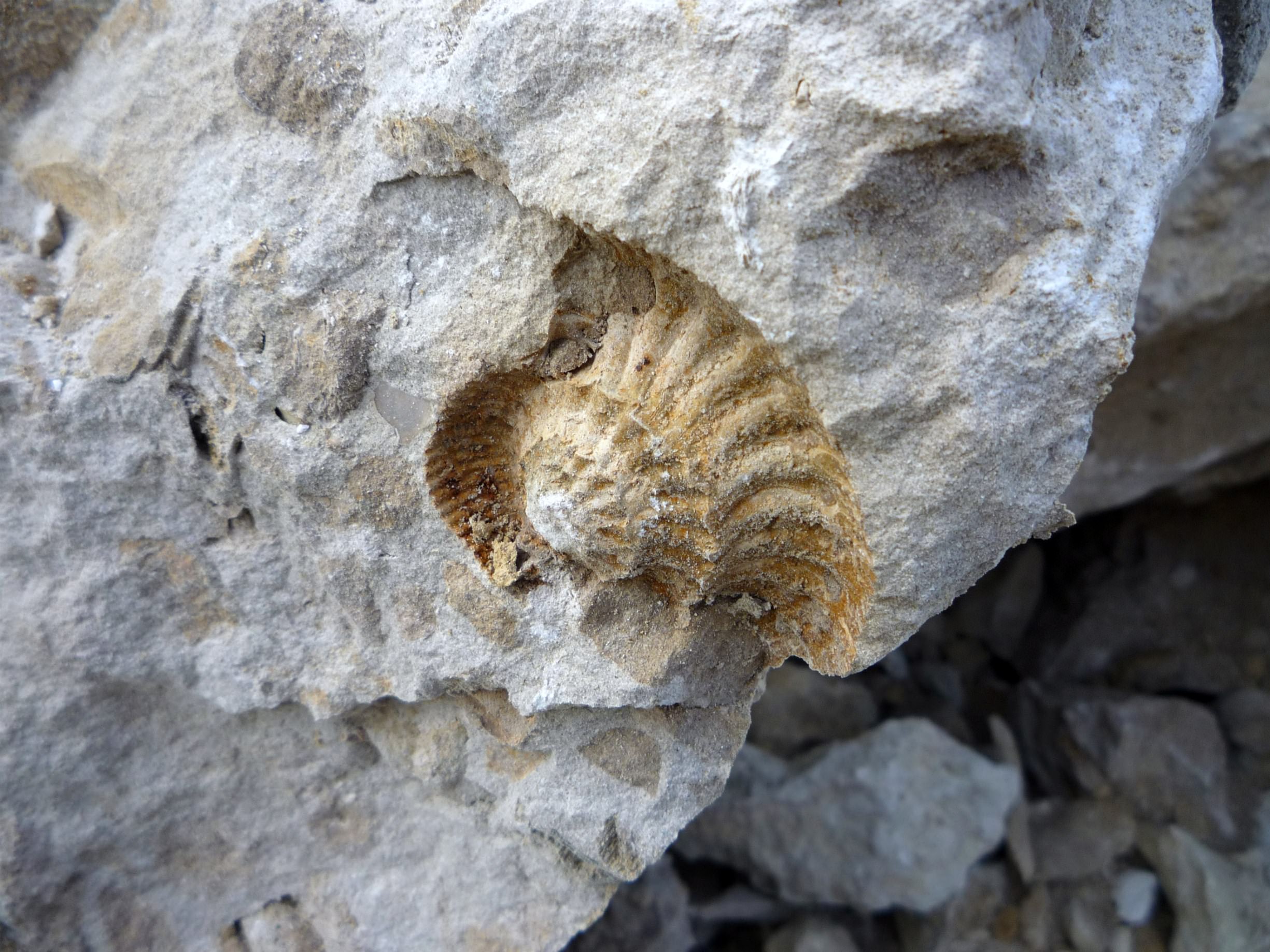 Roches et Pierres et Sables ammonite
