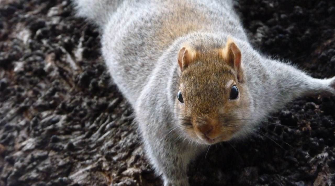 Ecureuils Squirrel