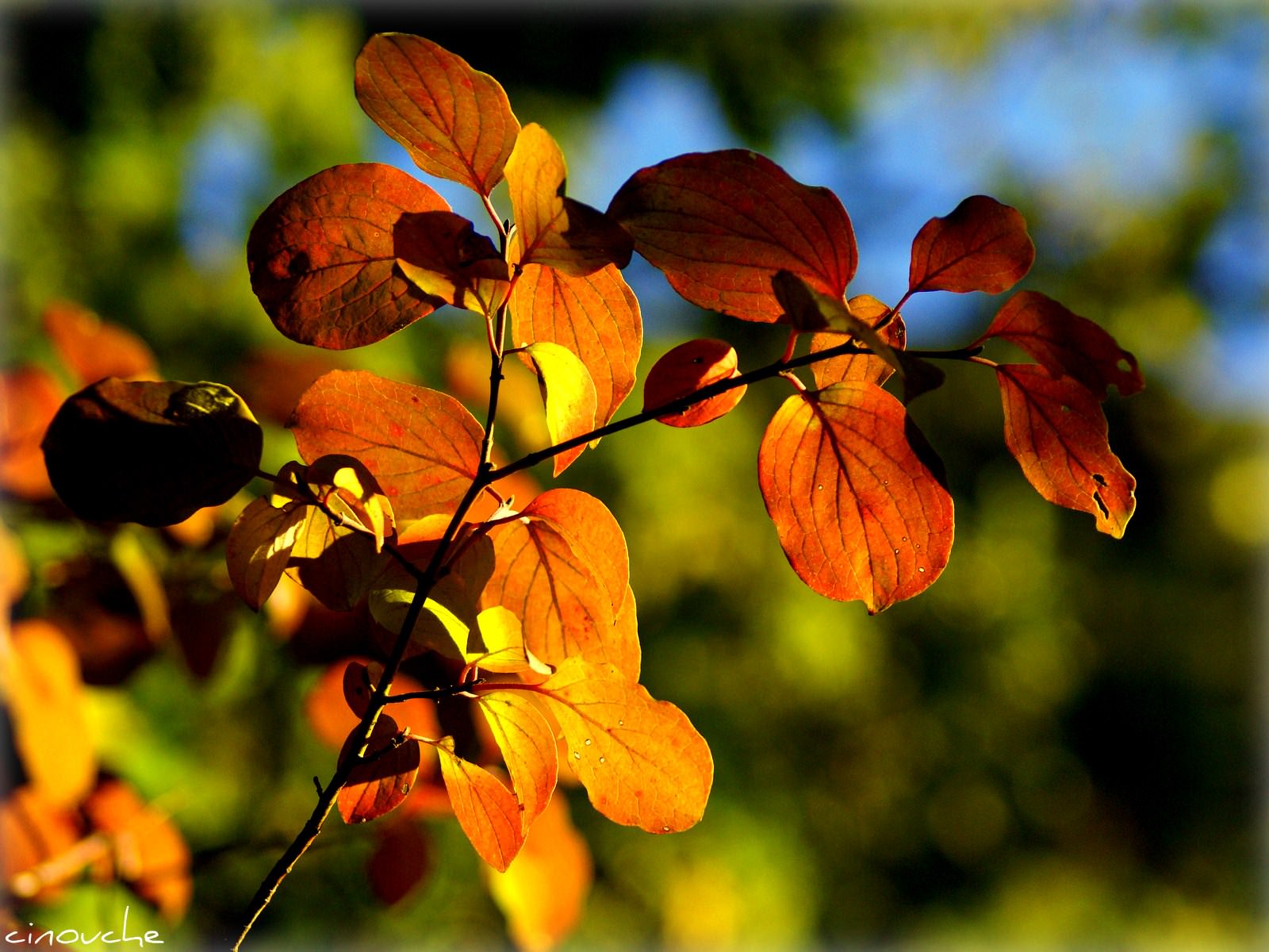 Saison automnale couleurs d'automne