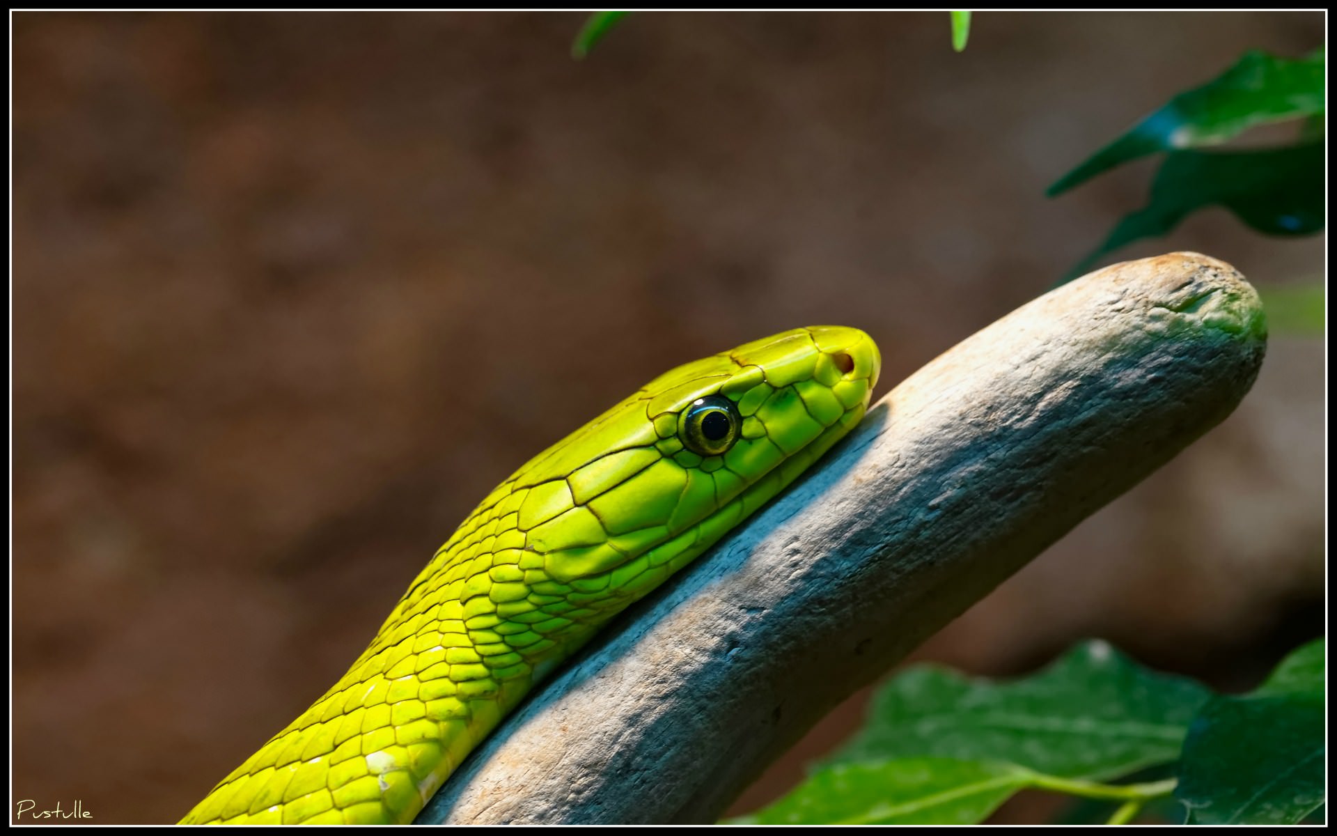 Serpents Mamba vert