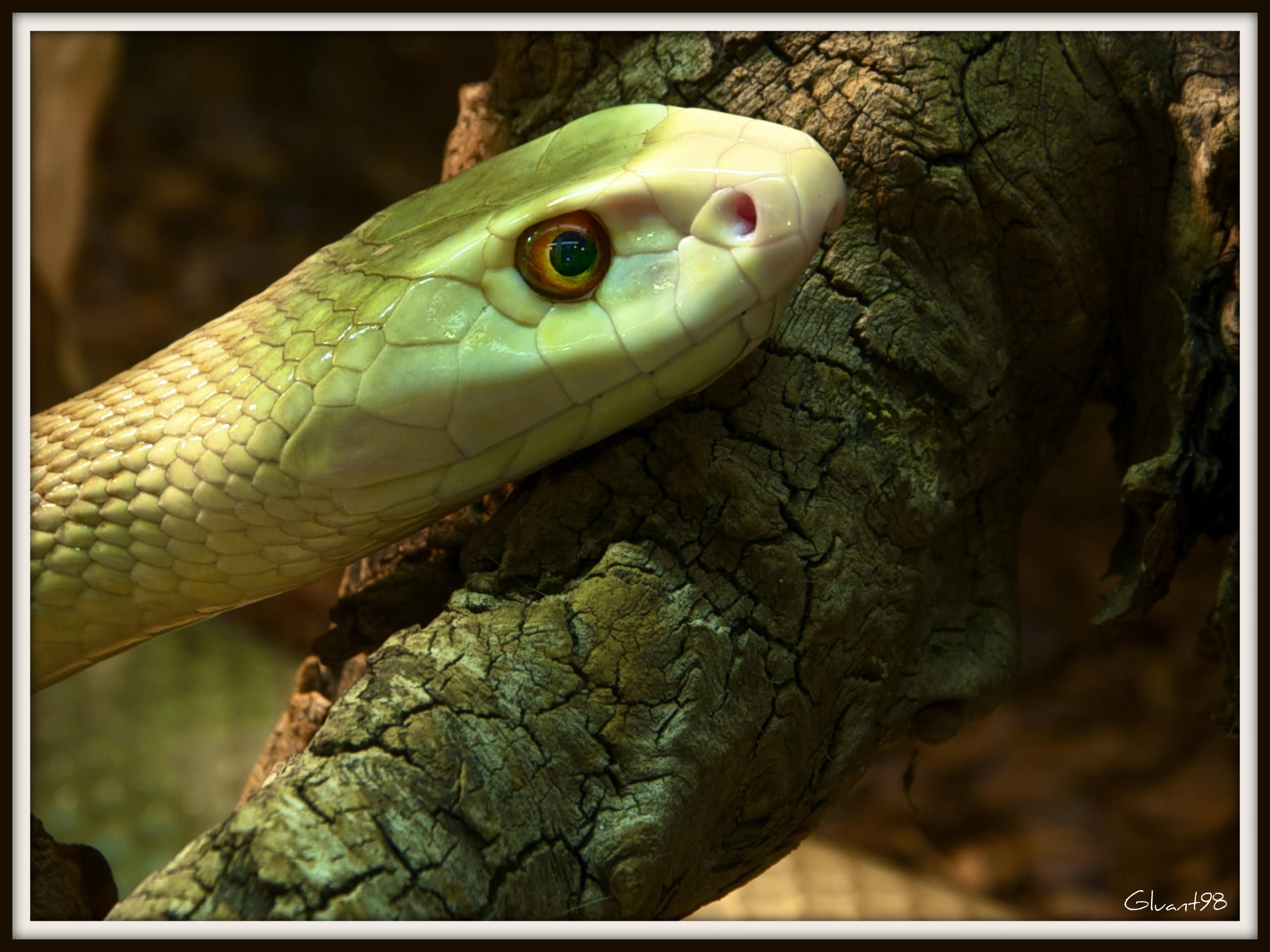 Serpents Cobra