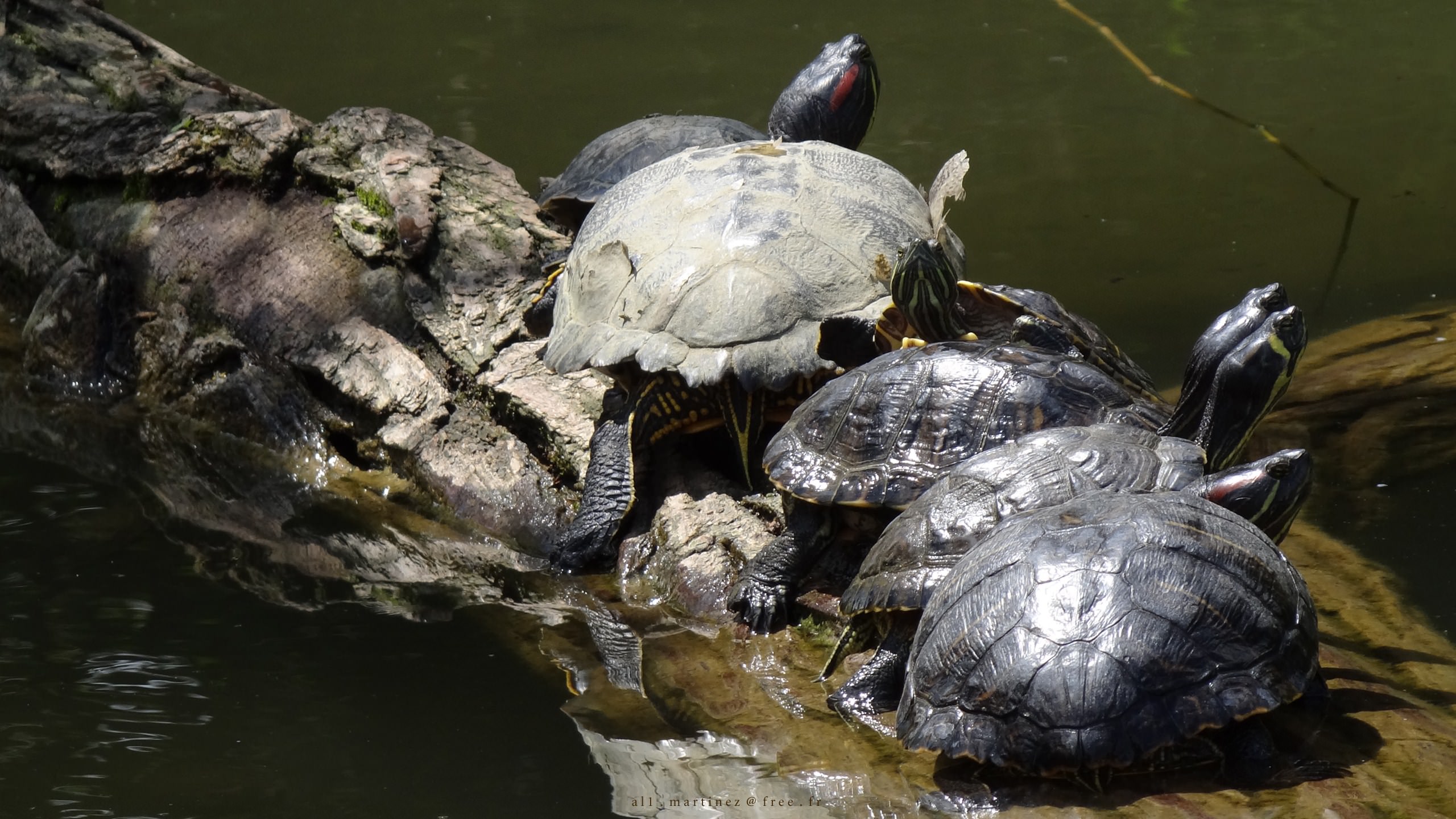 Tortues Tortues