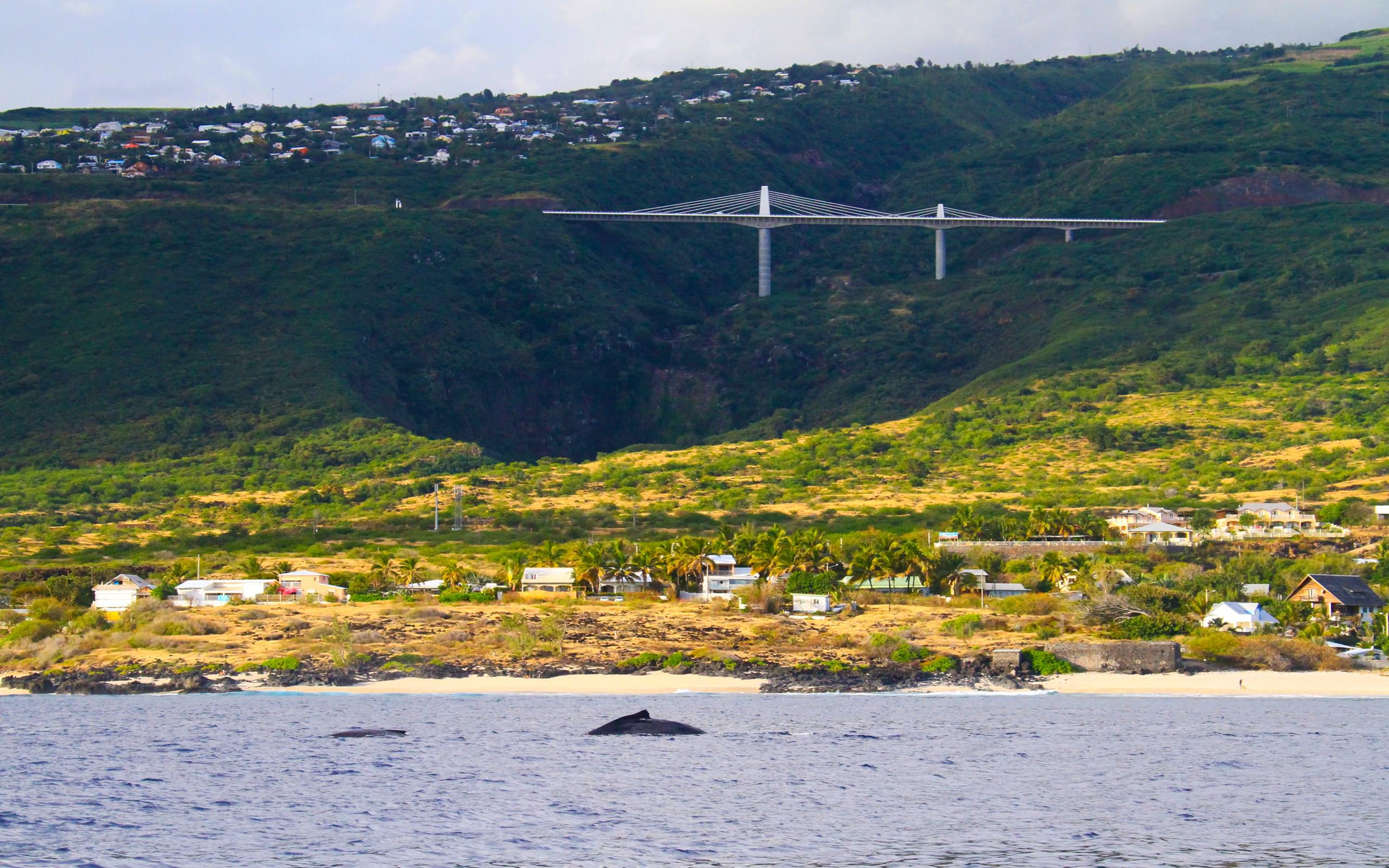 Baleines et Cachalots Baleines à la Réunion...