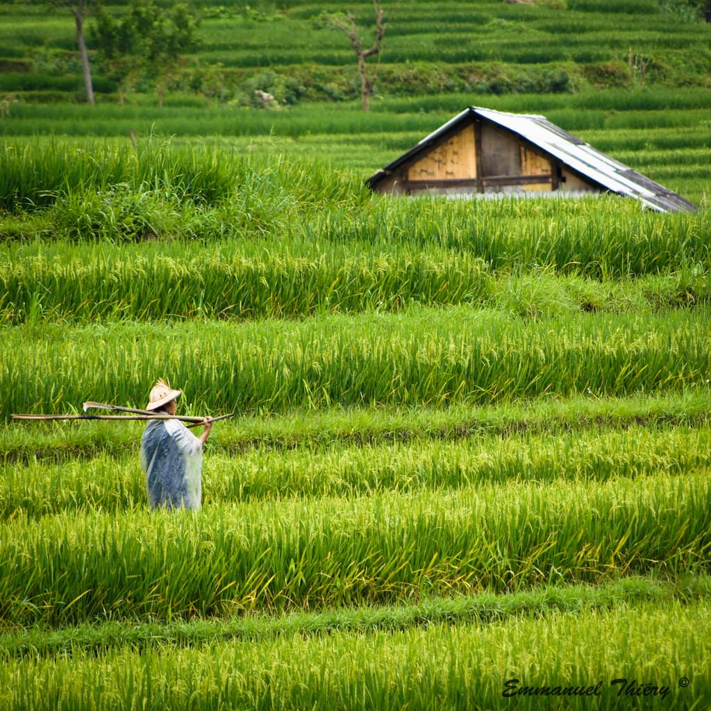 Vietnam Farmer