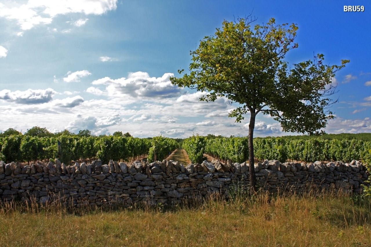Vignes et Vignobles Vignes et mur en pierres