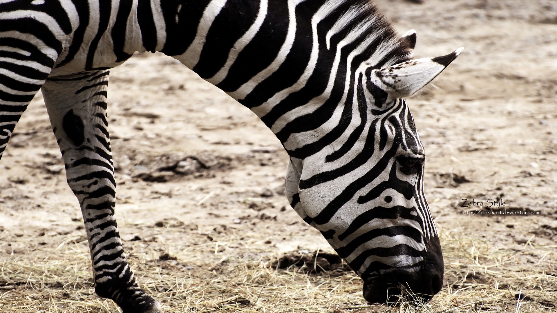 Zebres Zebra