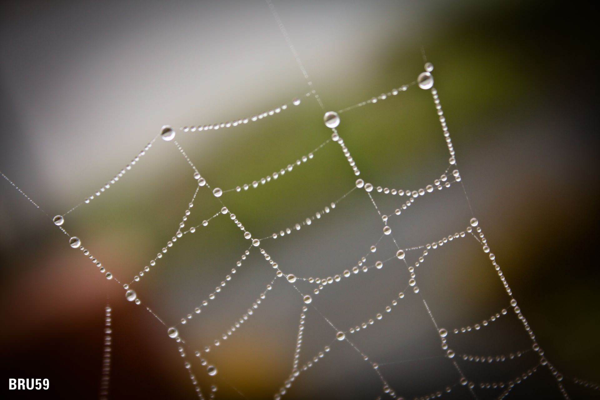 Araignees Toile d'araignée et ses perles d'eau